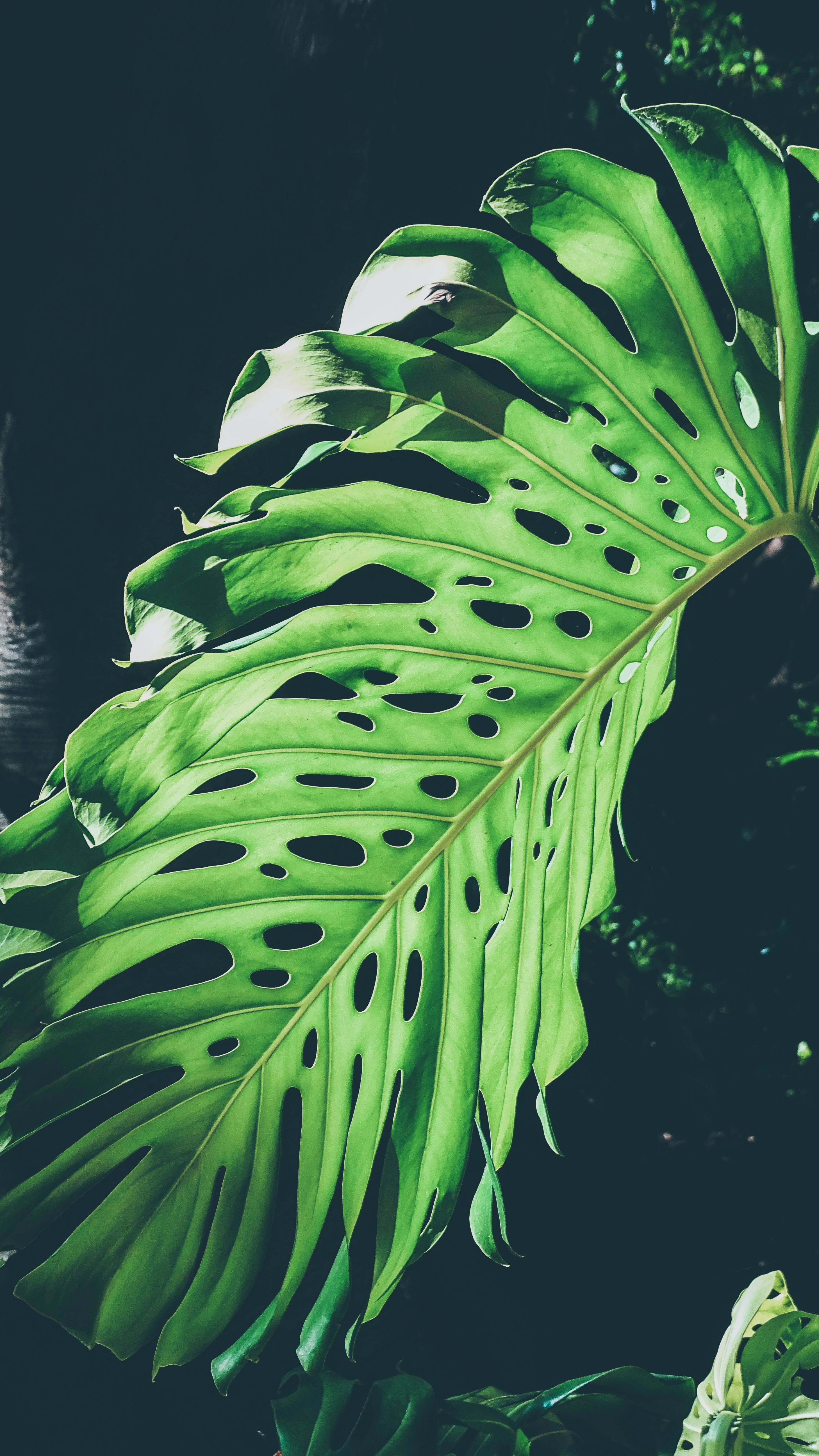 Wallpapers