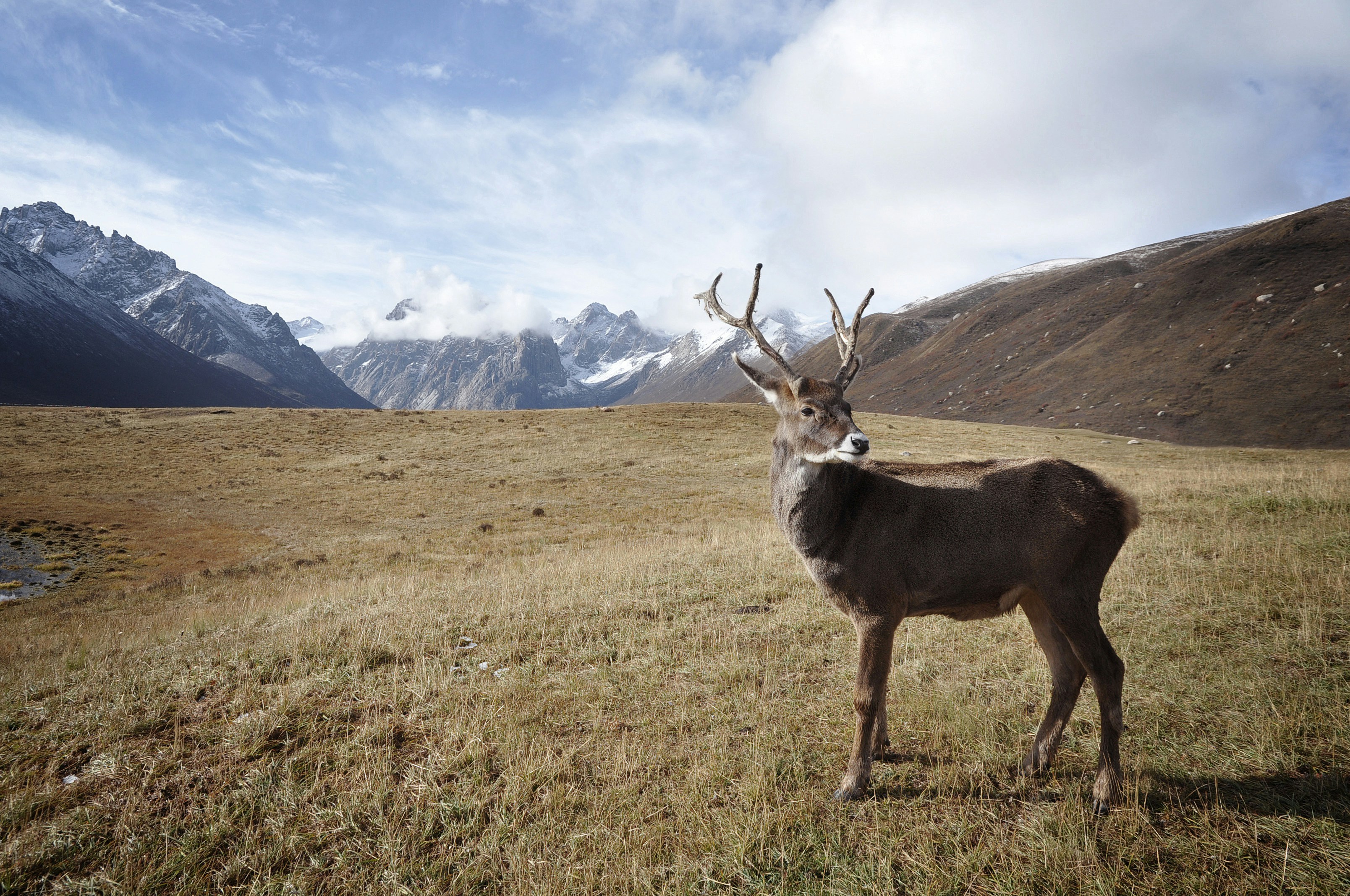 Deer on Alpine Mountain Grassland