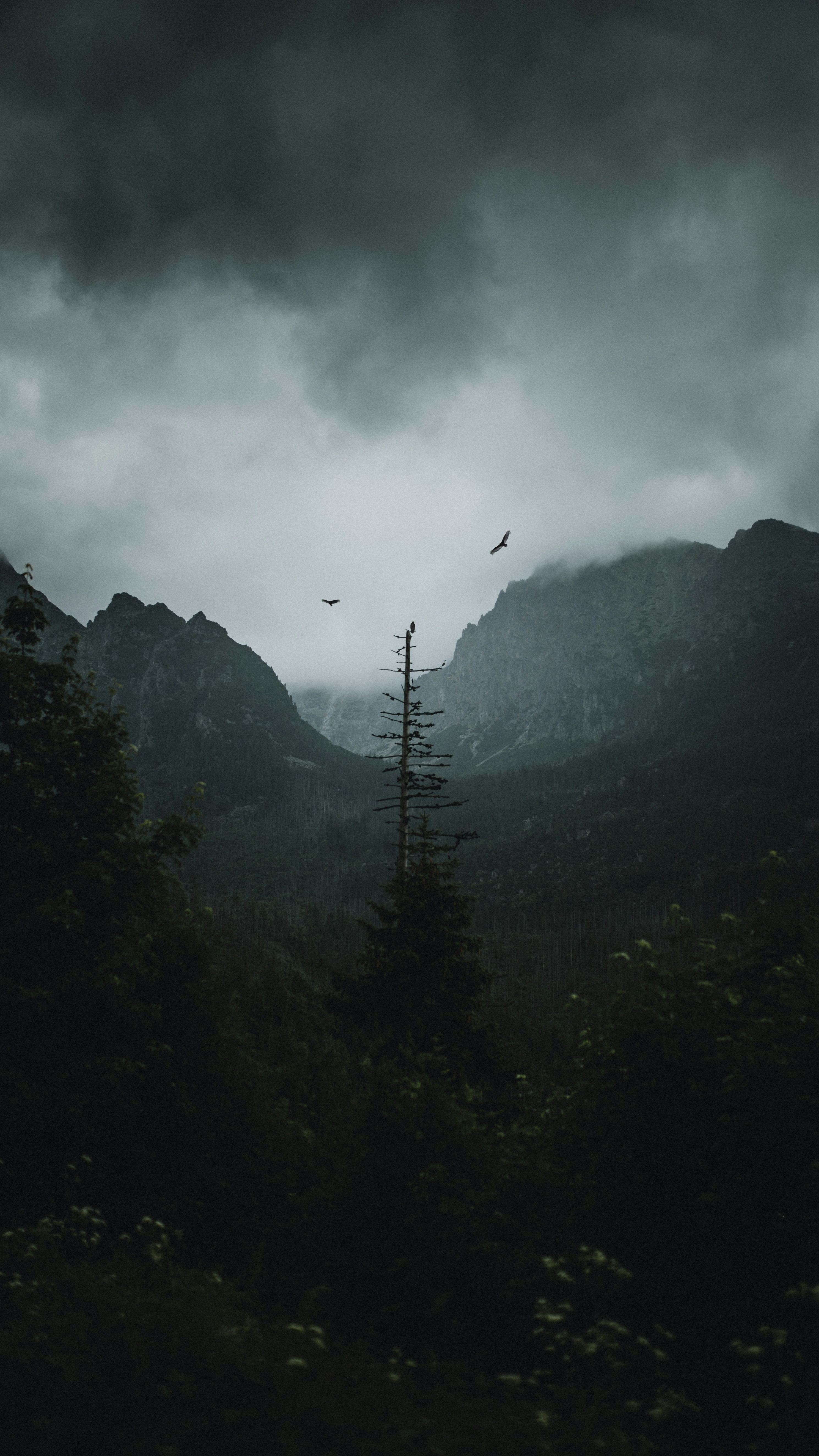 Wallpapers