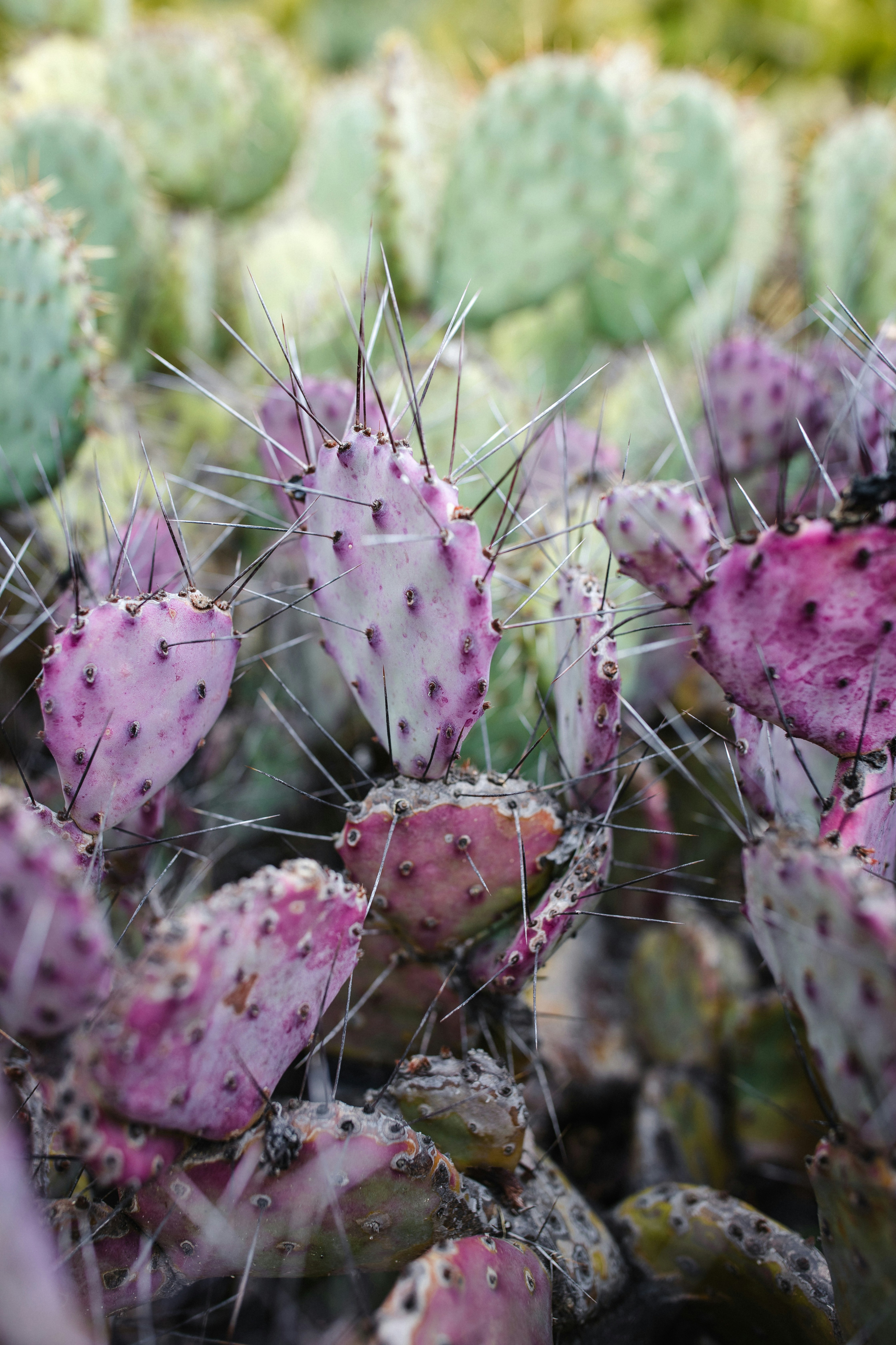 Purple Prickly Pear Cactus