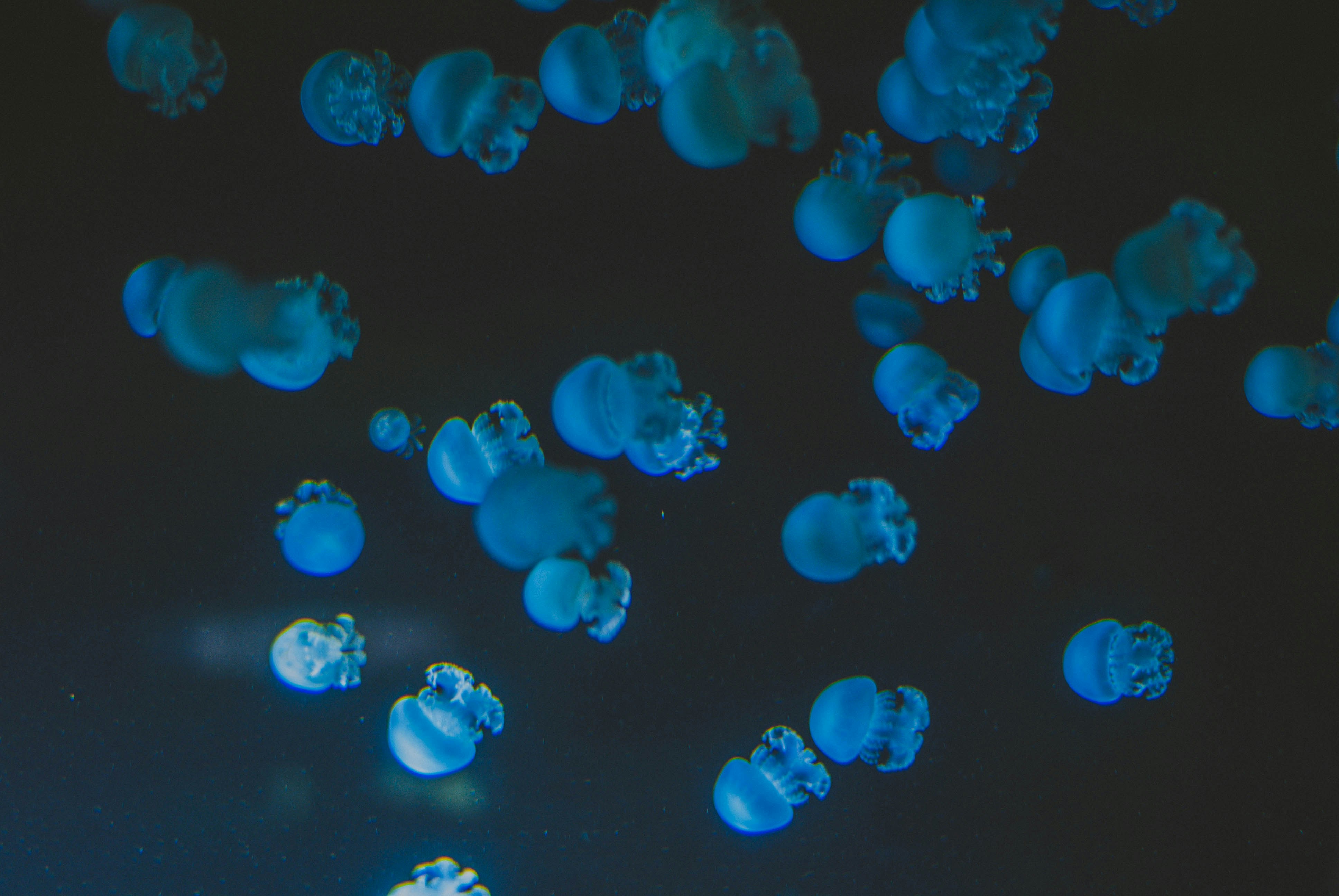 Group of Blue Jellyfish