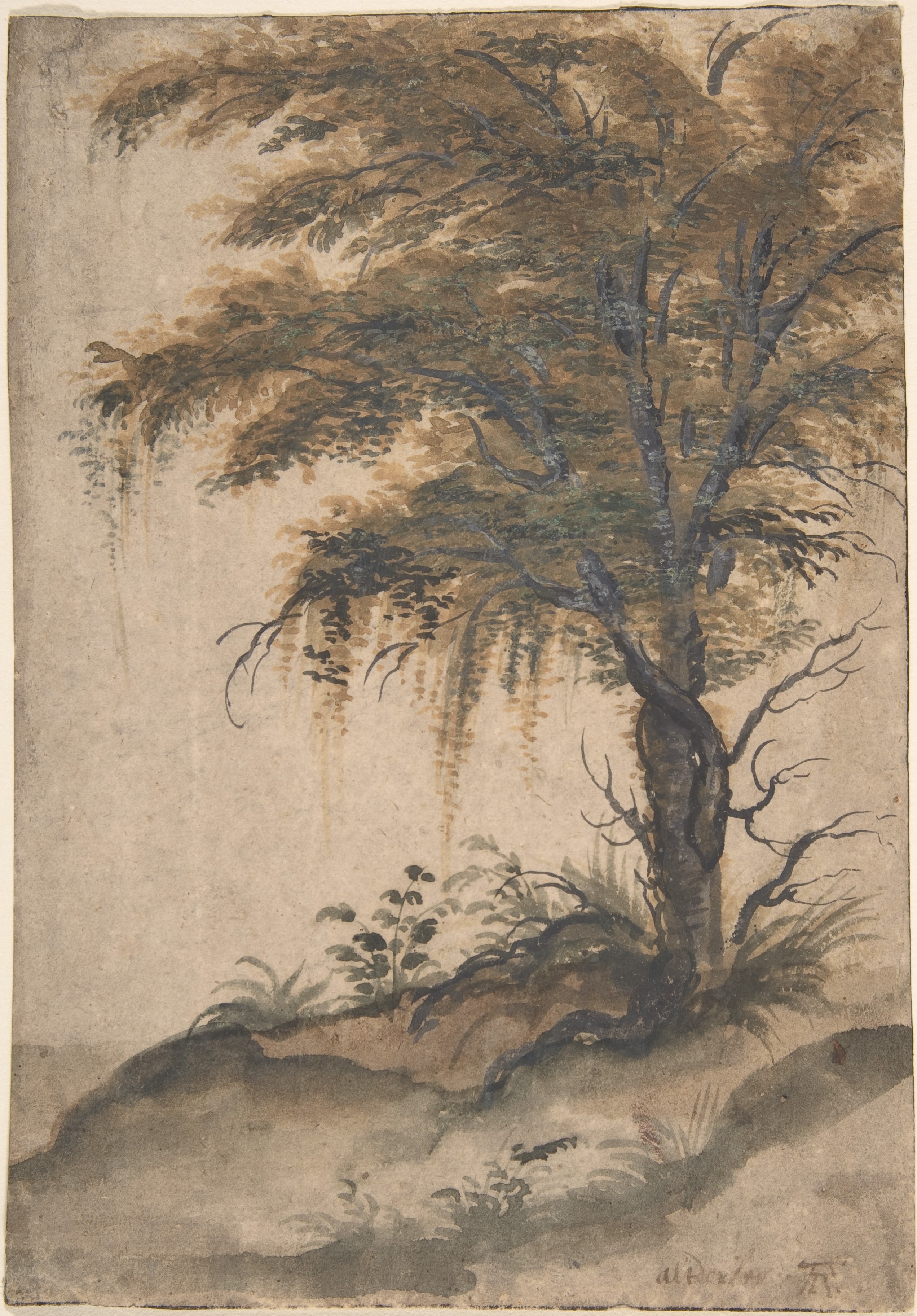 Study of a Large Tree