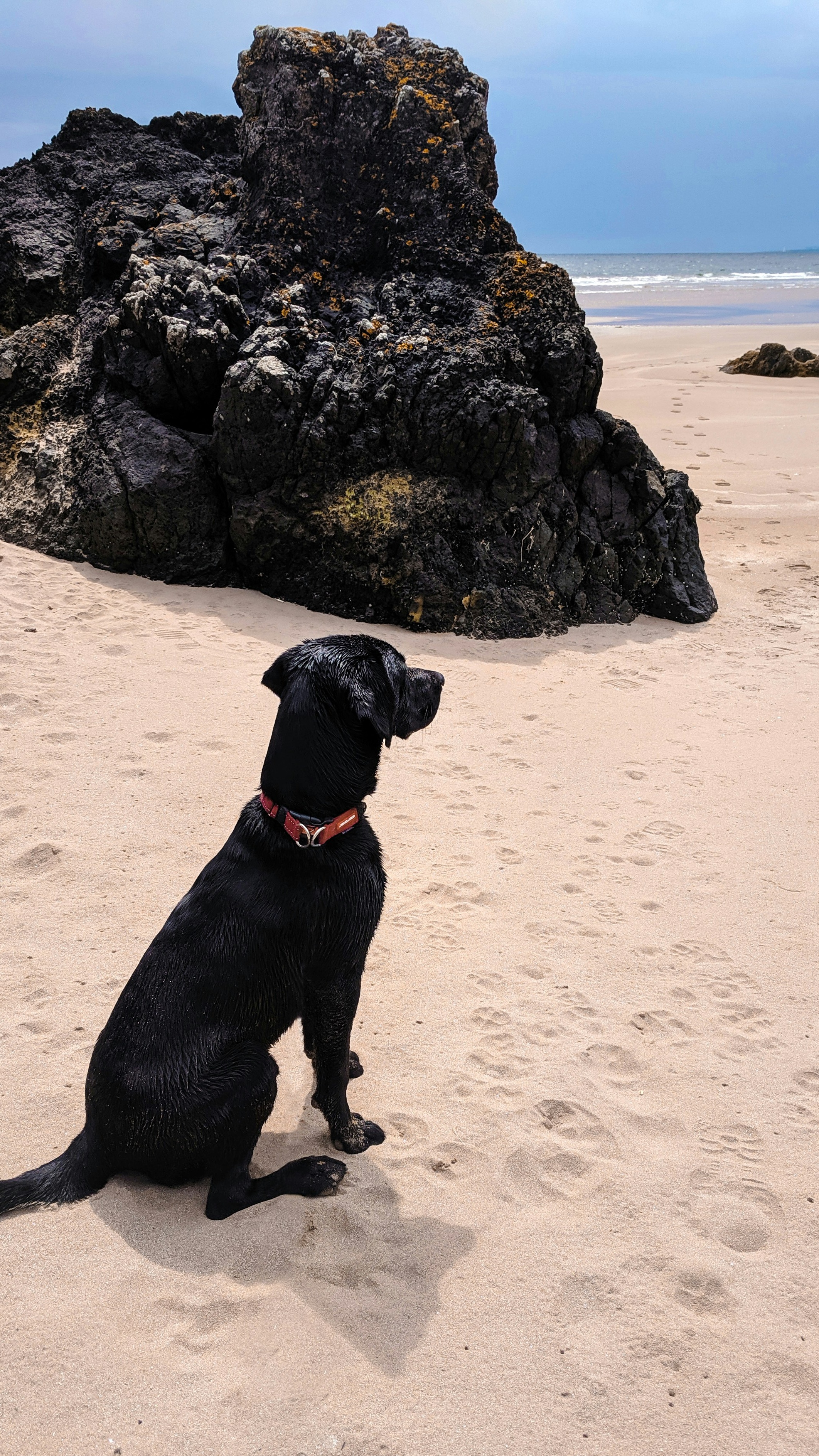 Black Labrador on Sandy Beach