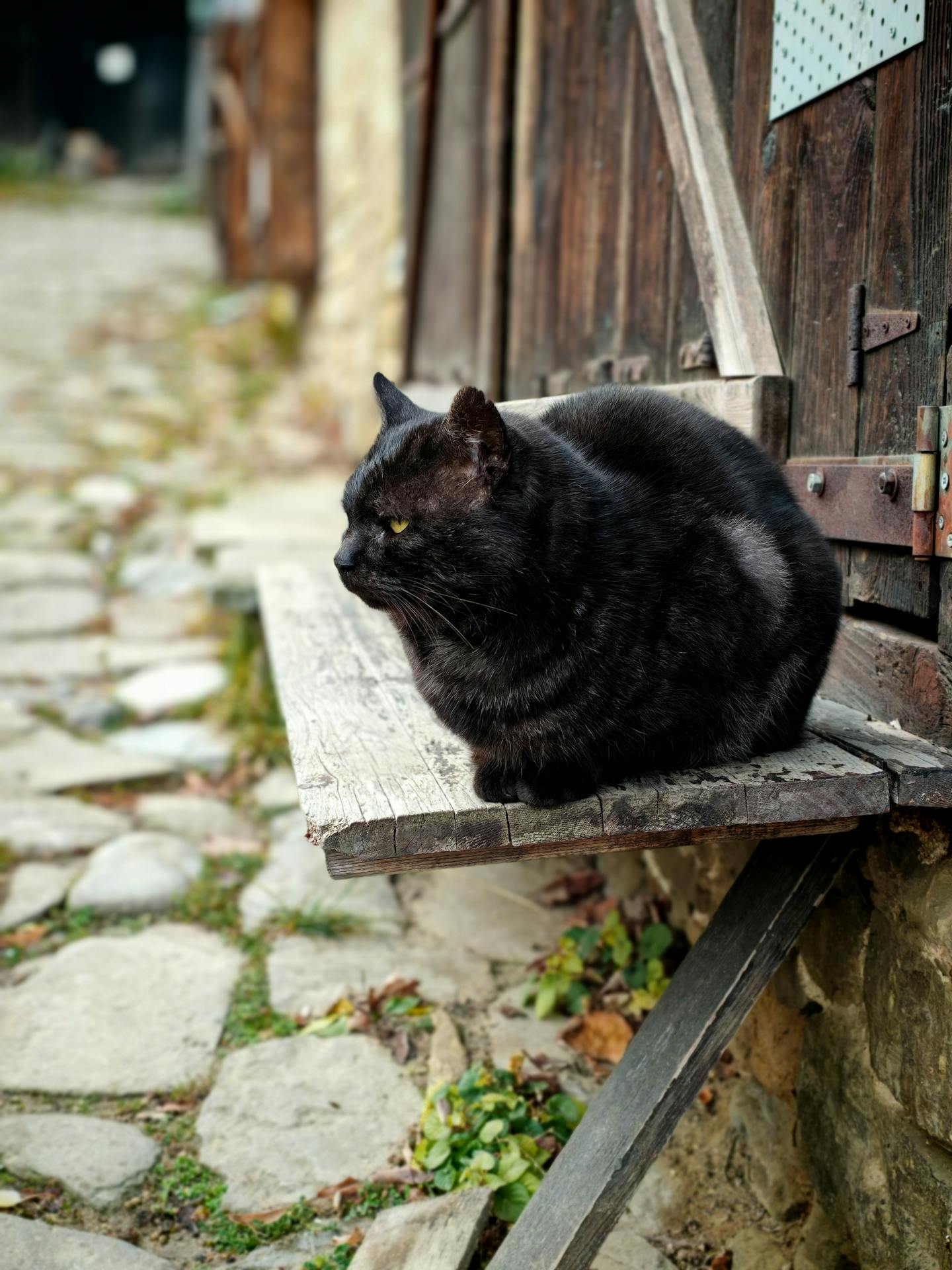 Black Cat Resting on Wooden Bench
