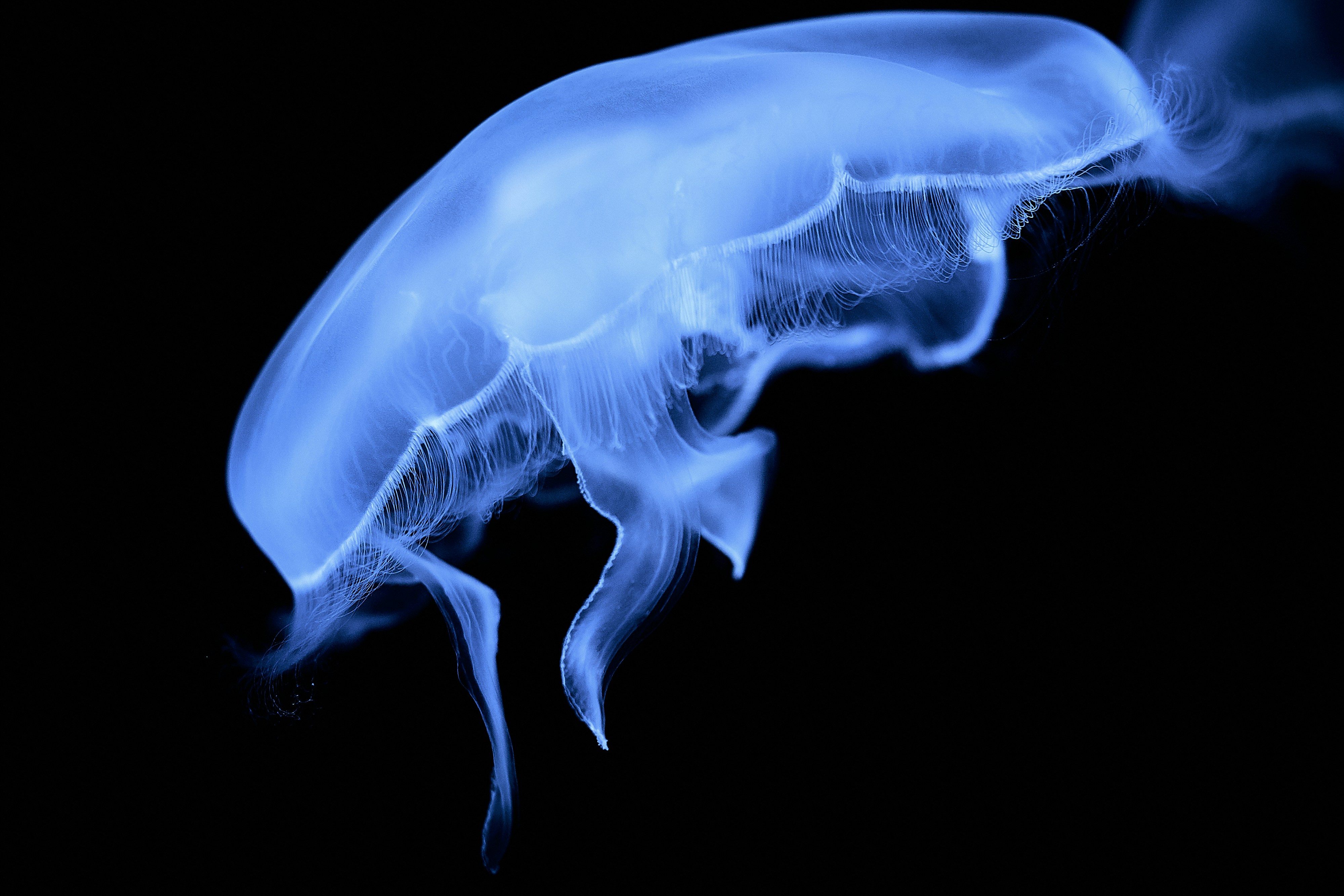 Glowing Blue Jellyfish