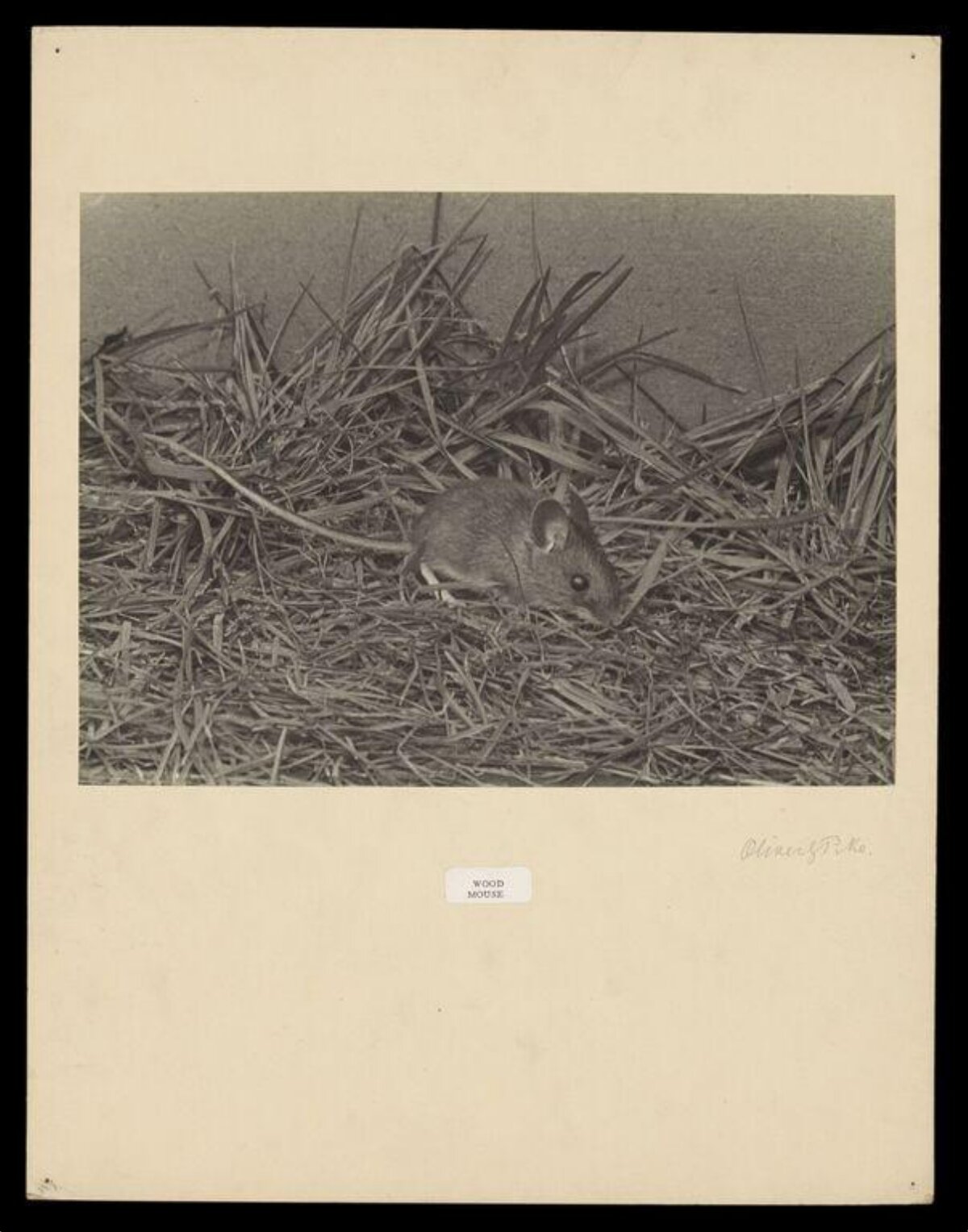 Wood Mouse on Dried Grass
