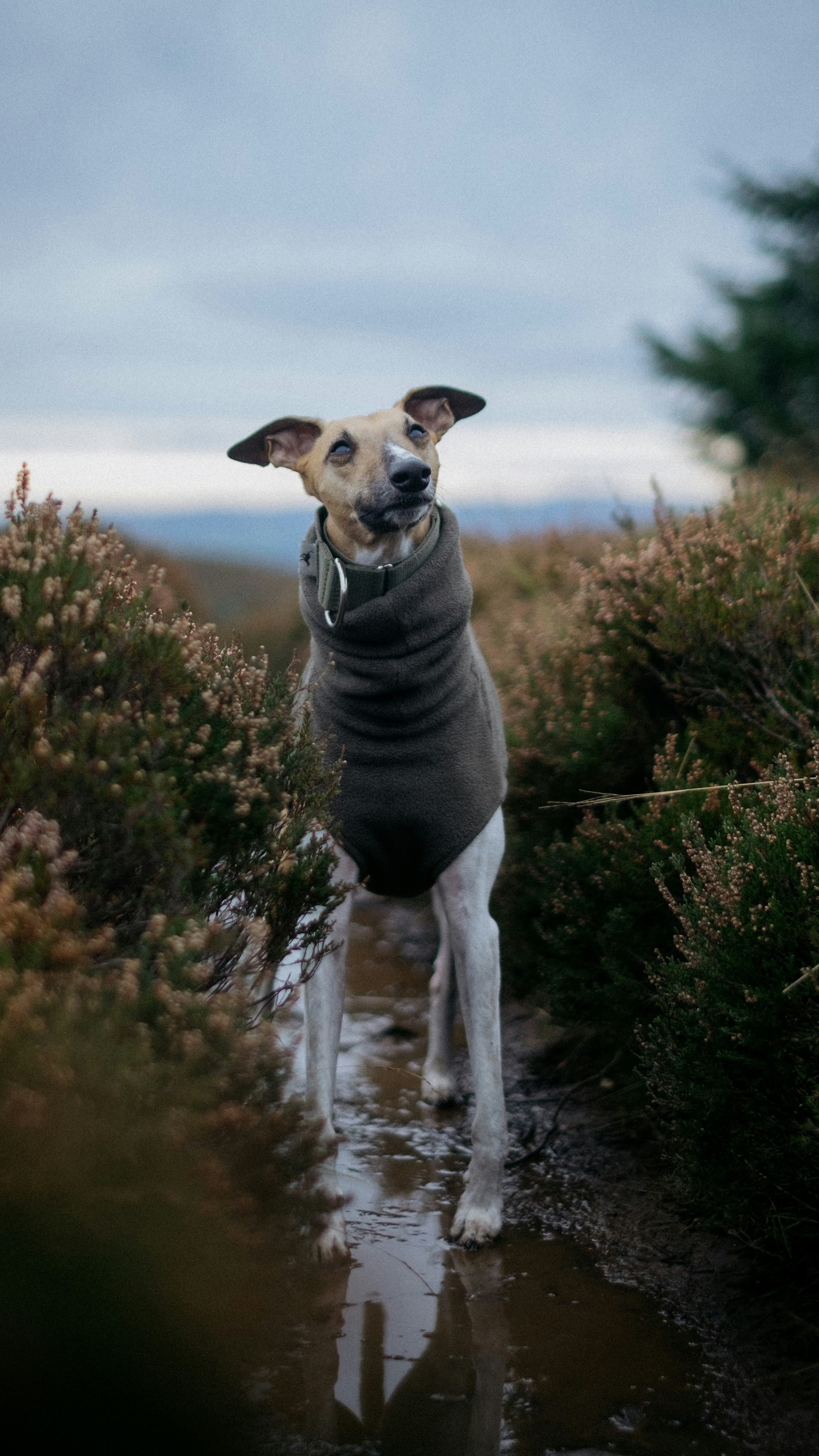 Greyhound In Sweater On Moorland Path