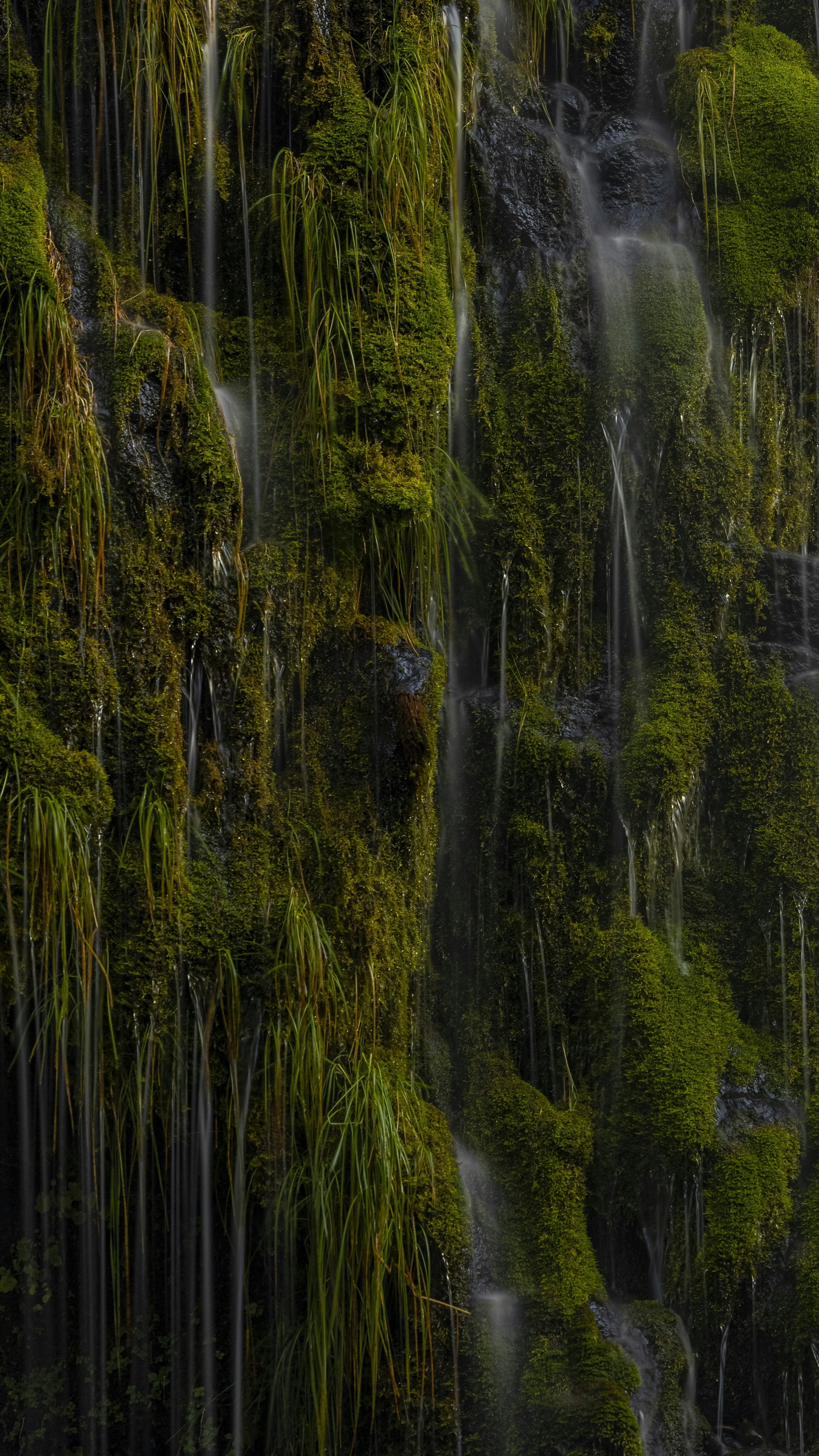Image 1570568 — Nature