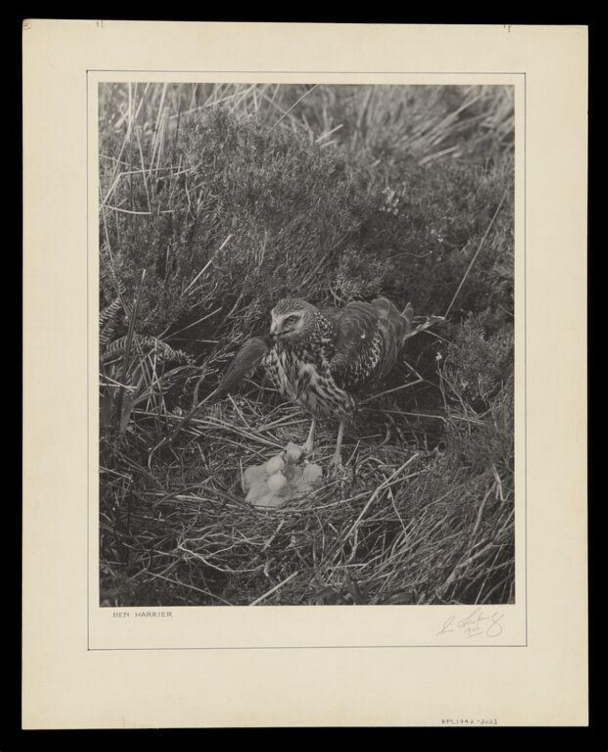 Hen Harrier at Nest with Chicks — Animal Encyclopedia