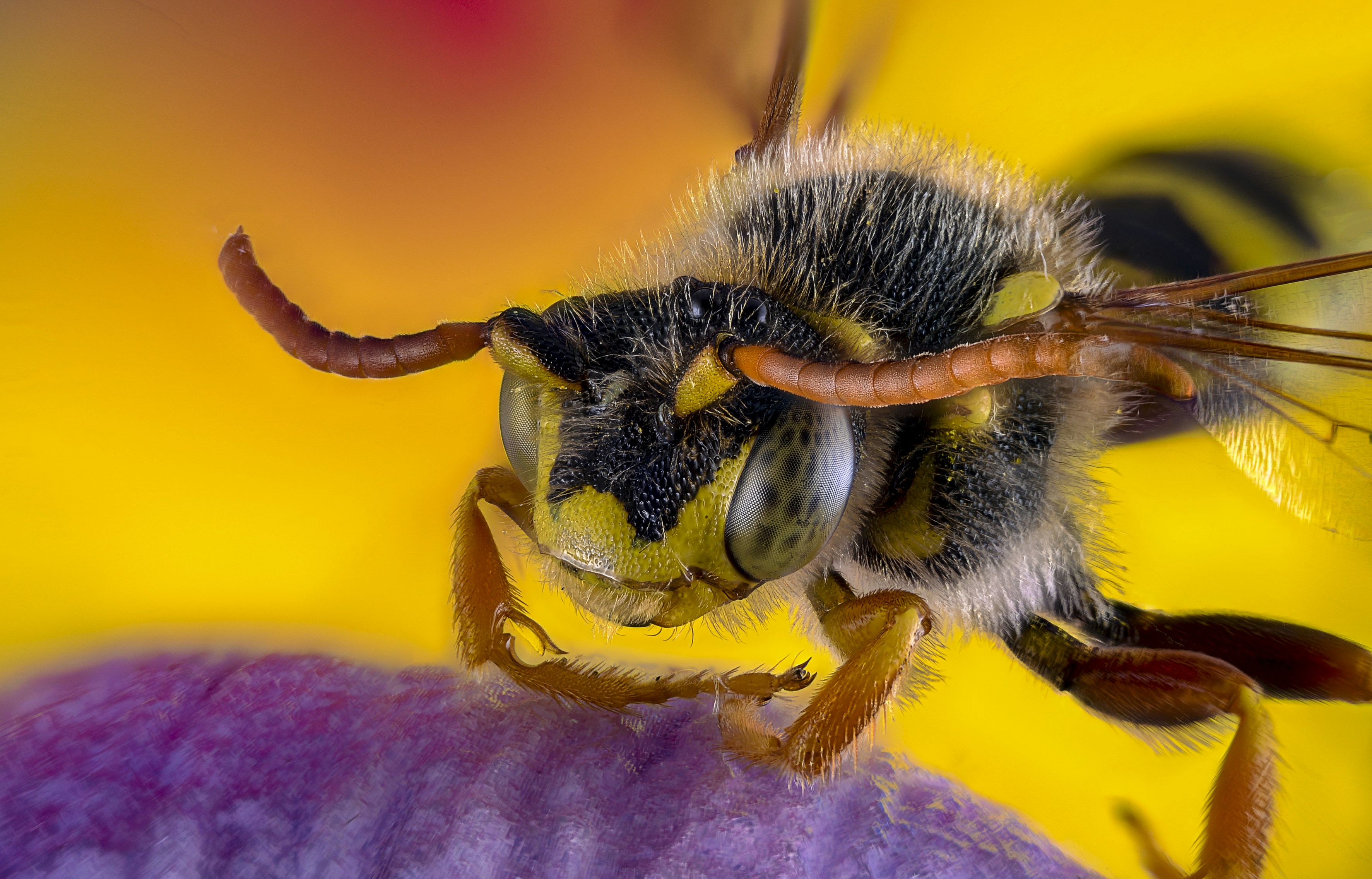 Macro Close-up of Wasp on Flower