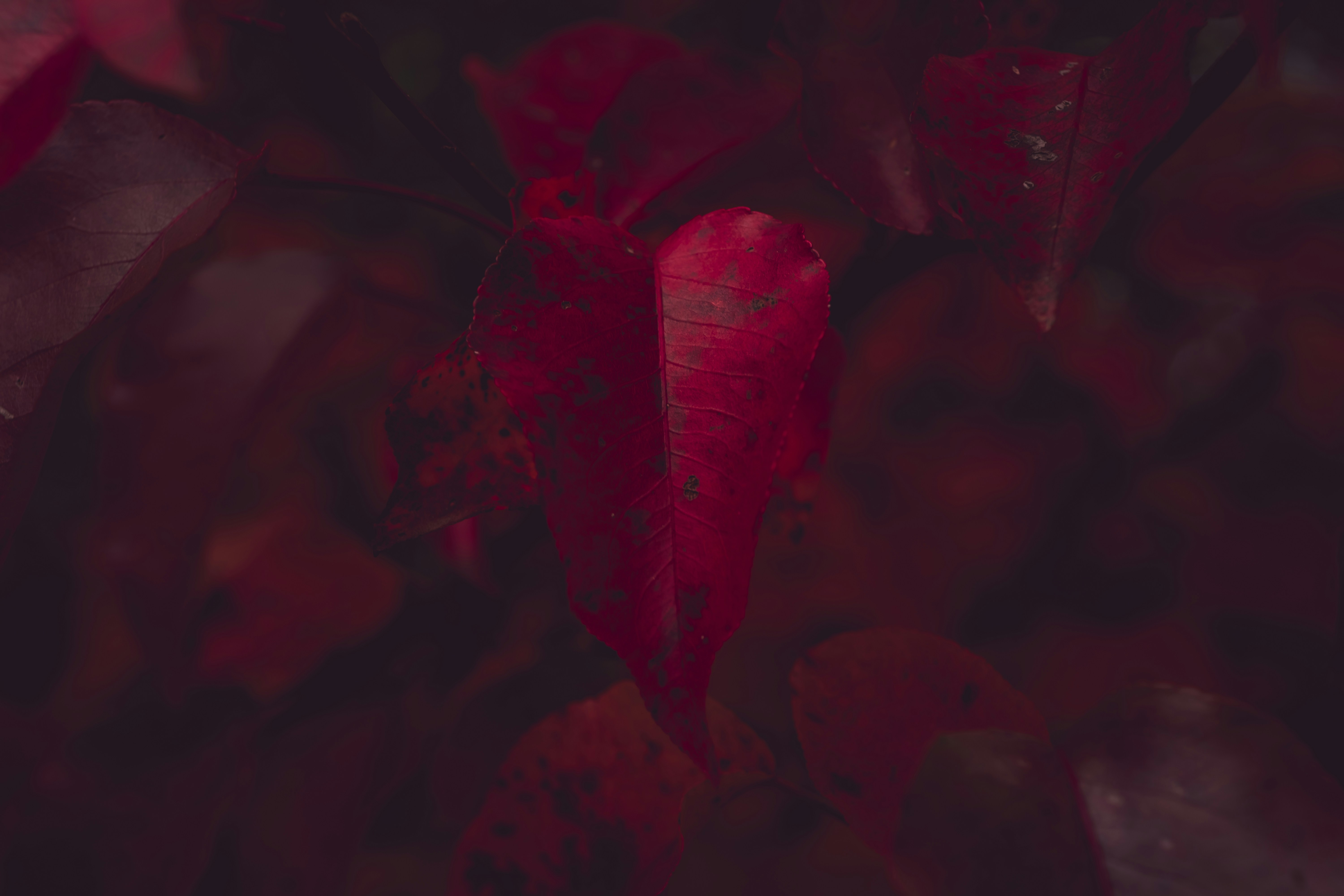 Heart-shaped Red Autumn Leaf