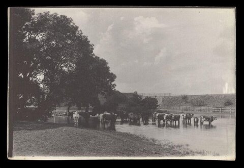Herd of Cows in Rural Pond