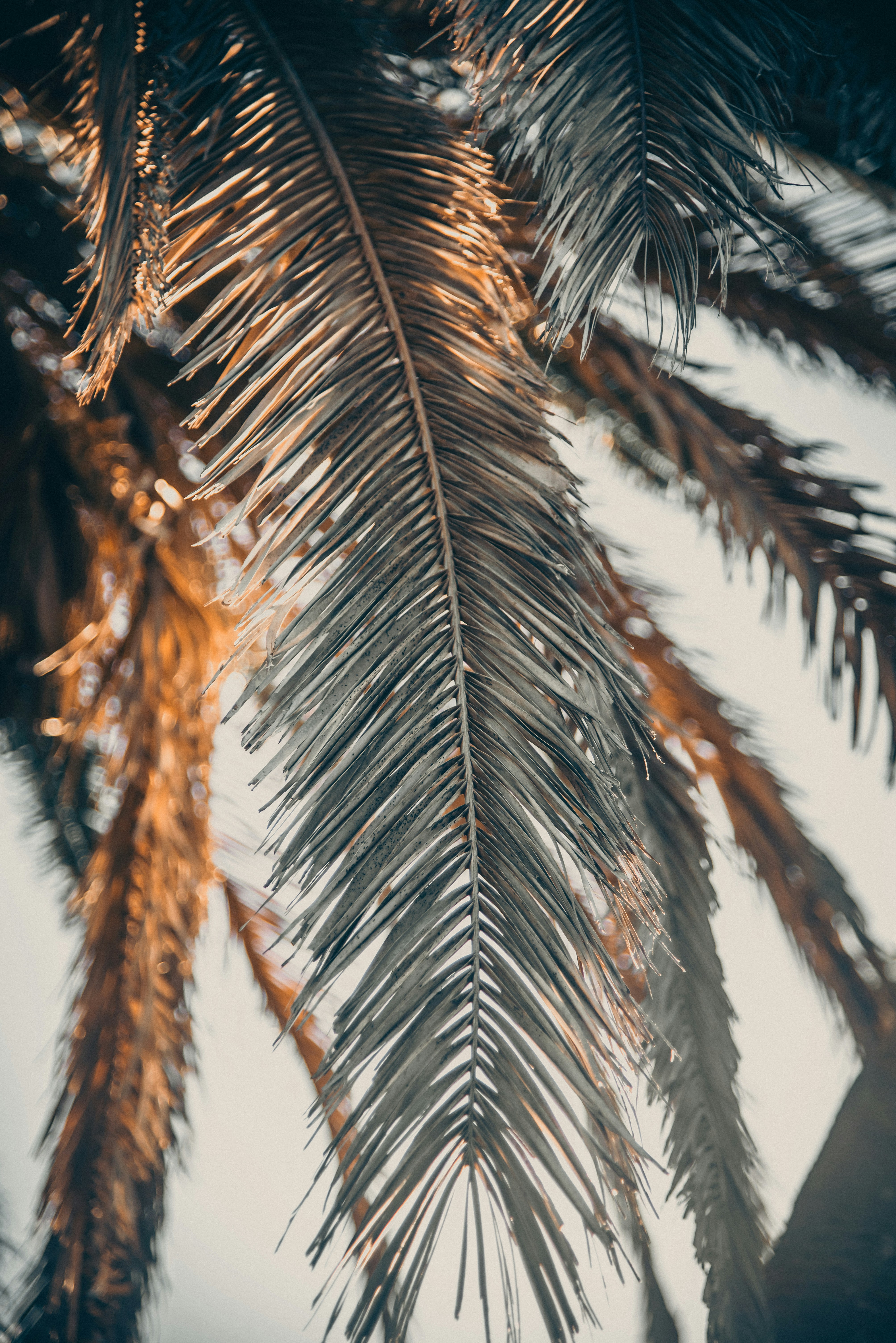 Backlit Palm Fronds Close-up