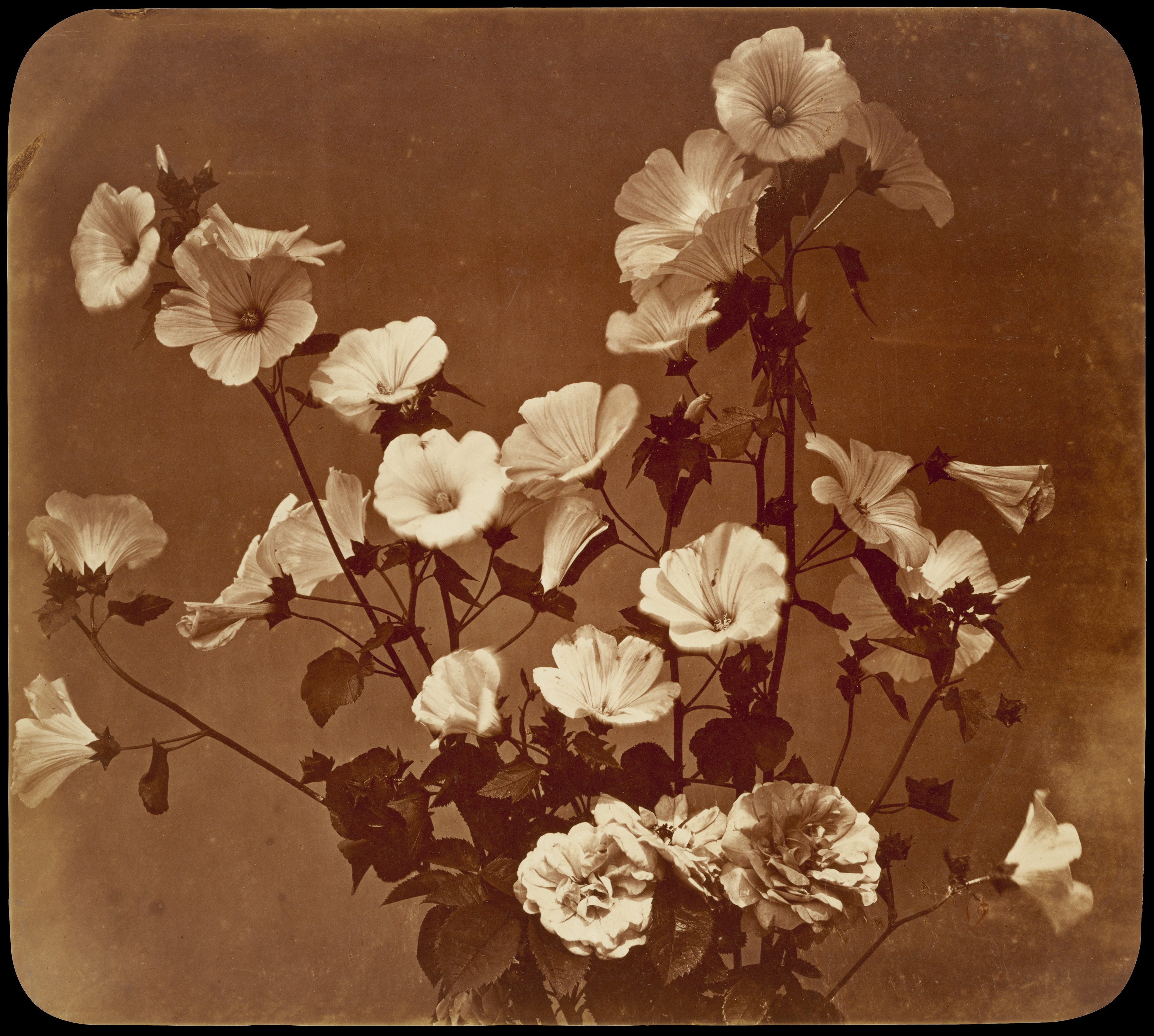 Sepia Tone Flower Still Life