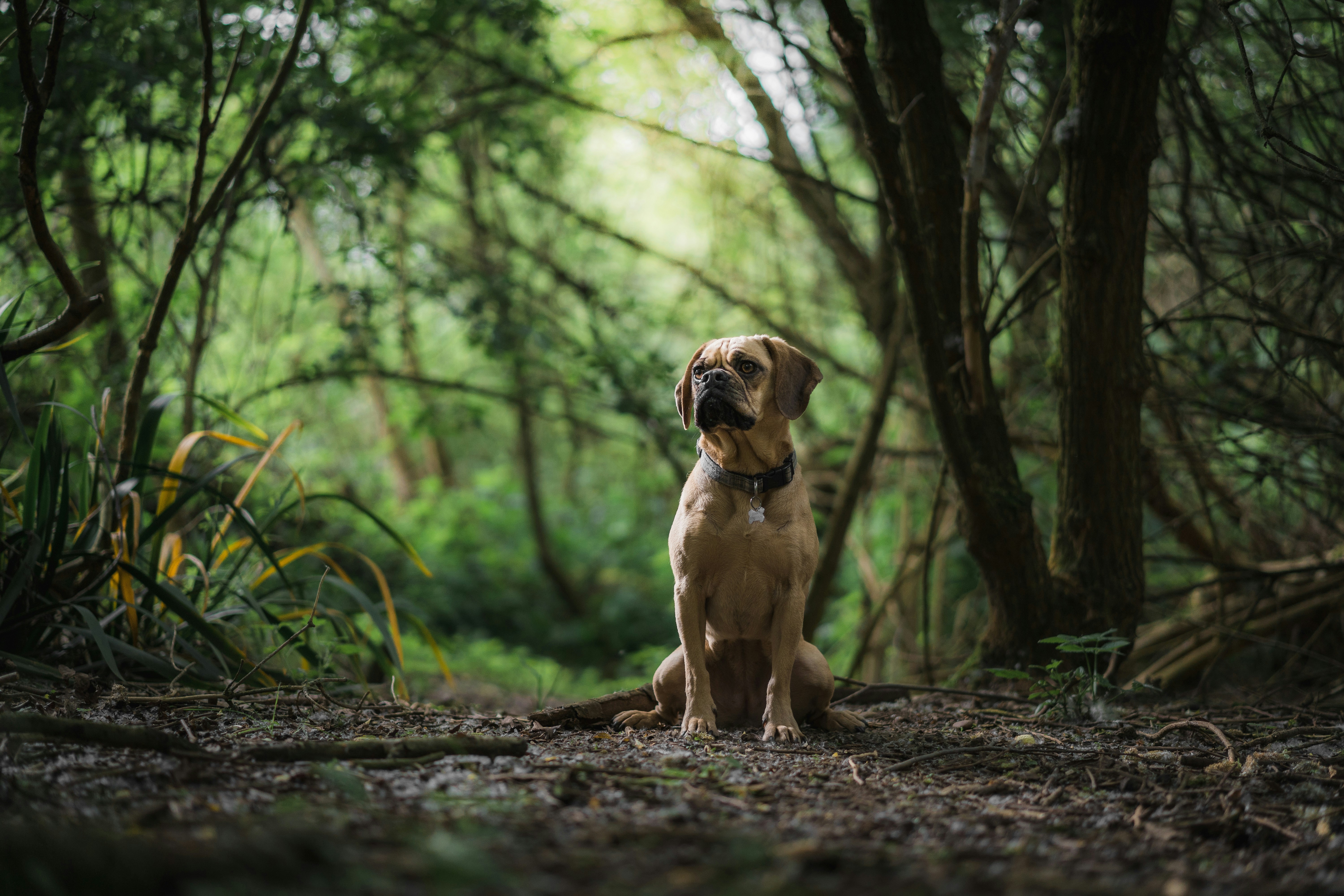 Tan Dog Sitting In Woodland
