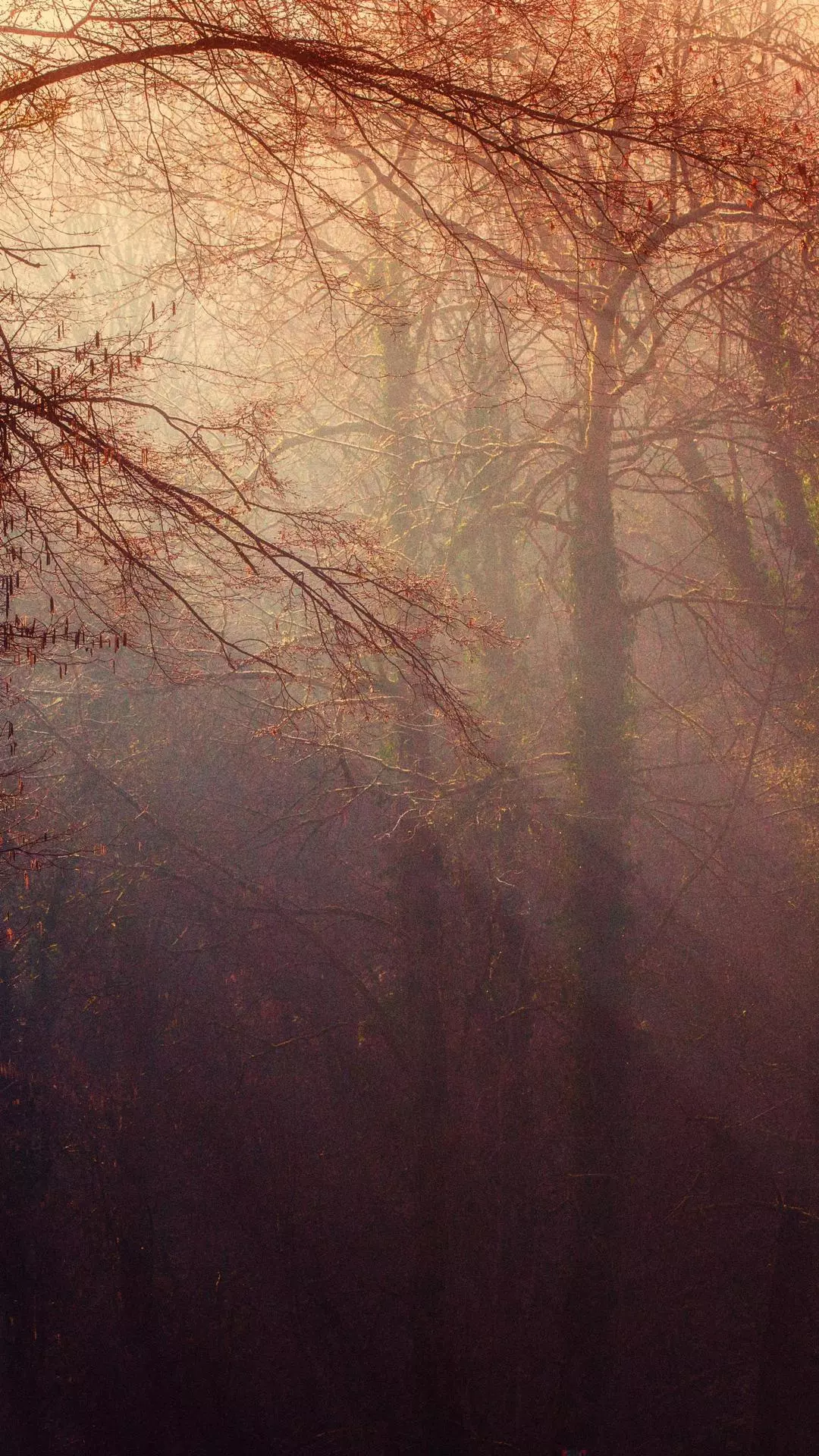 Forest & Flora