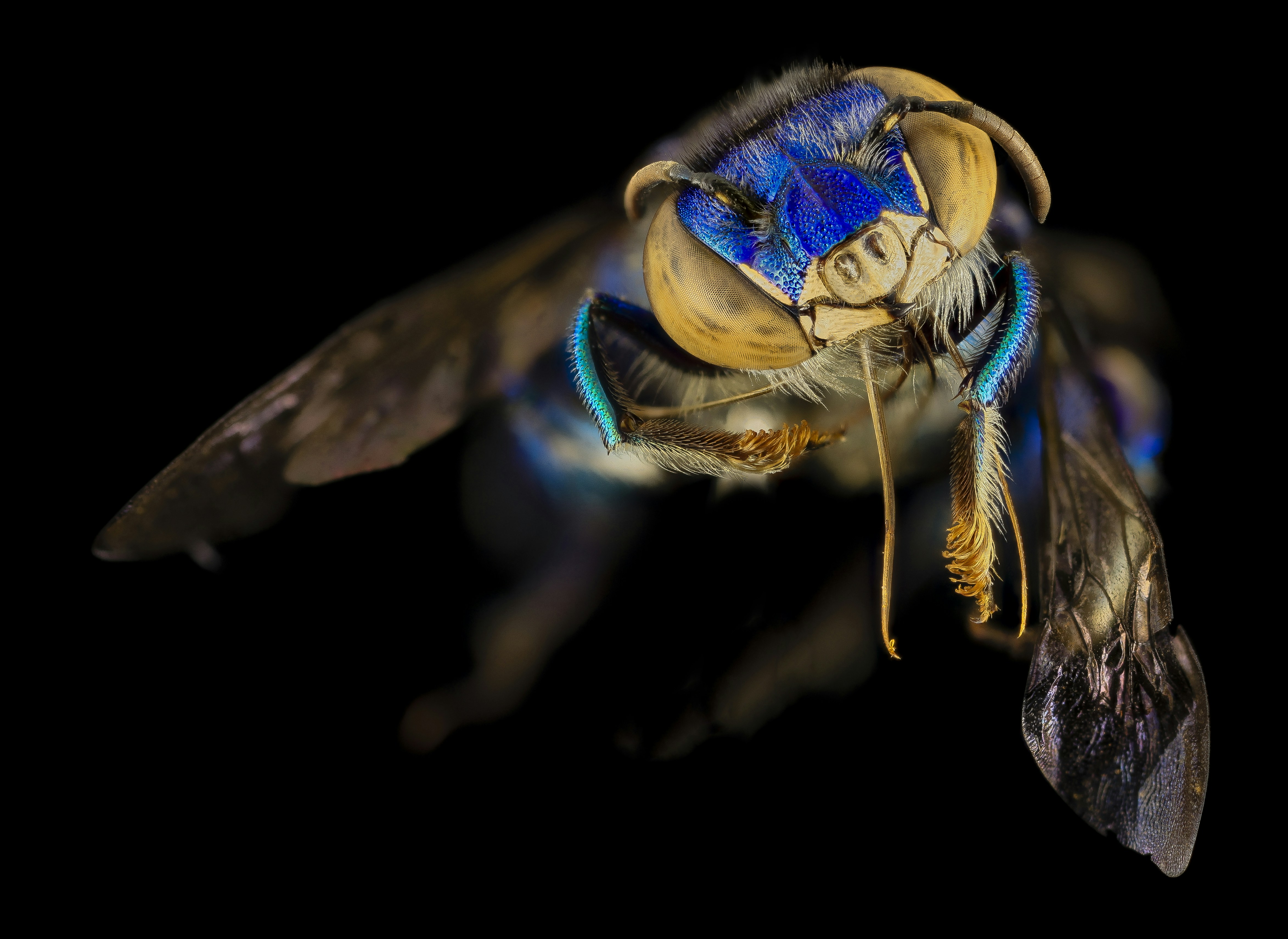 Close-up of Blue Metallic Bee Head — Animal Encyclopedia