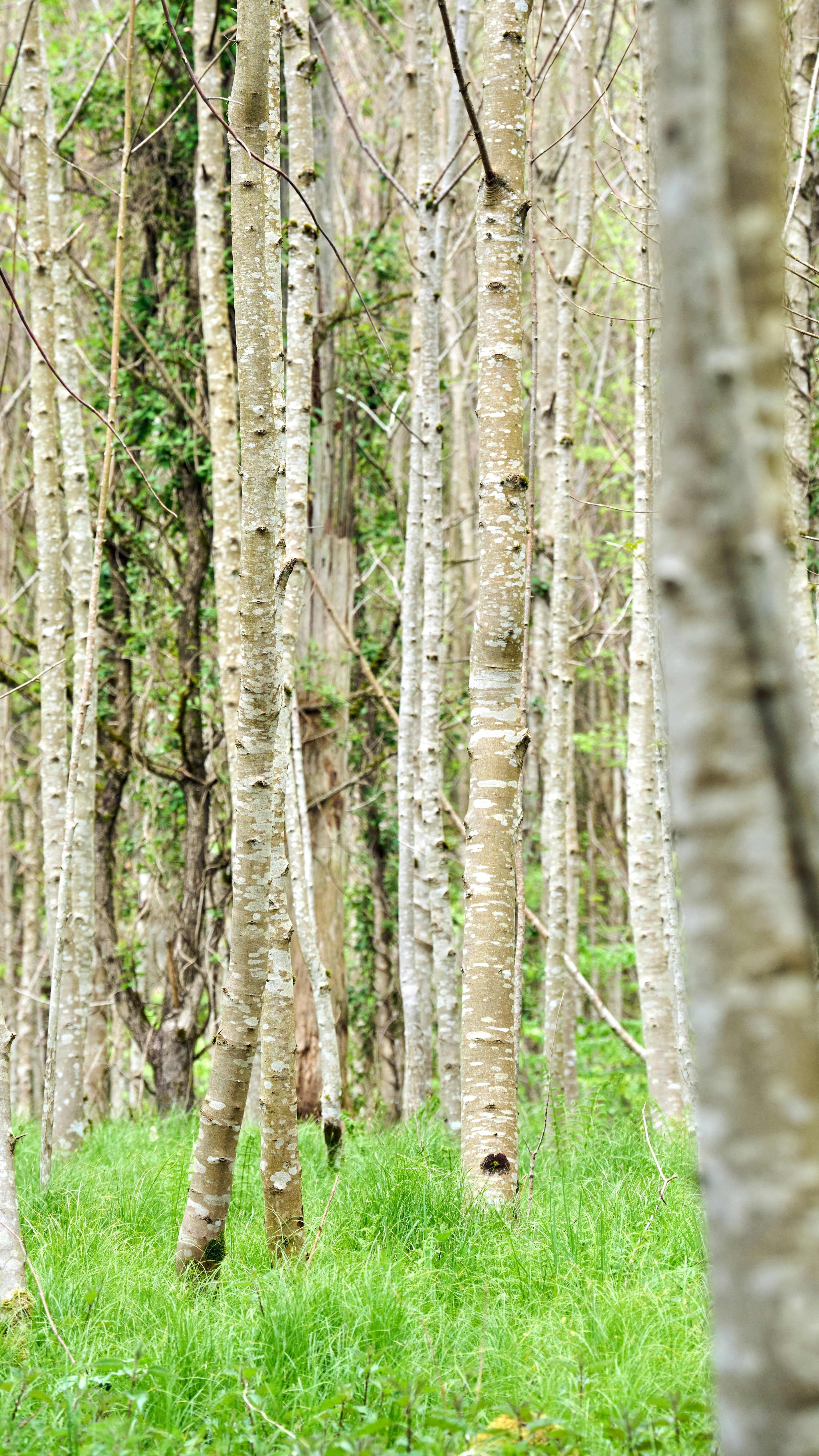 Young Birch Forest in Spring