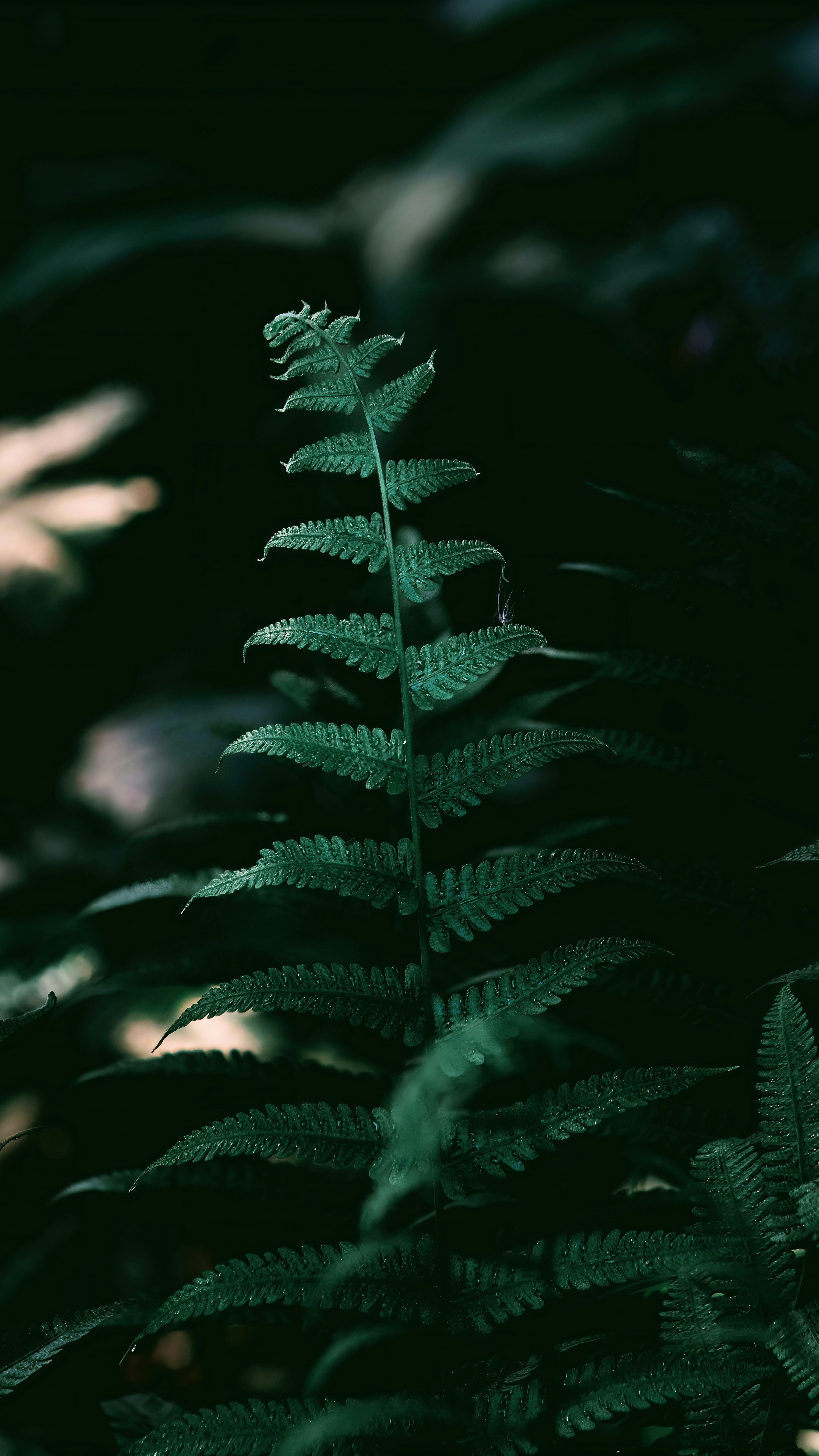 Wallpapers