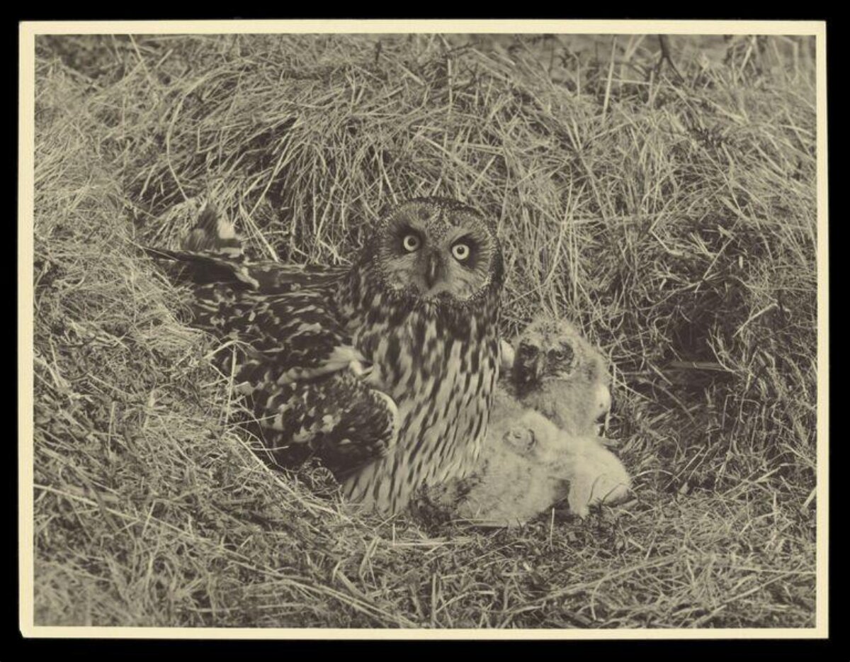 Adult Owl and Chicks in Dry Grass