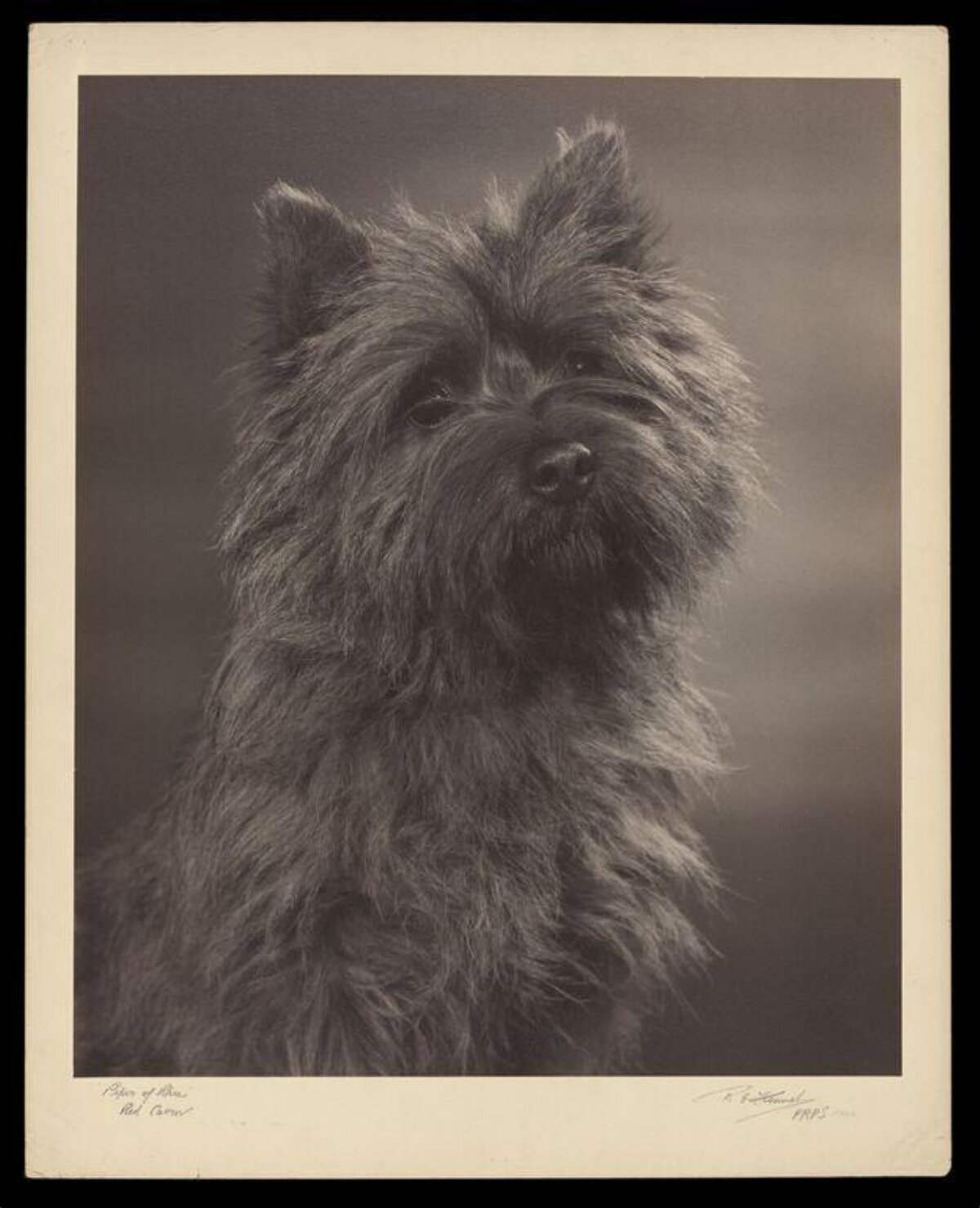 Vintage Portrait of Cairn Terrier