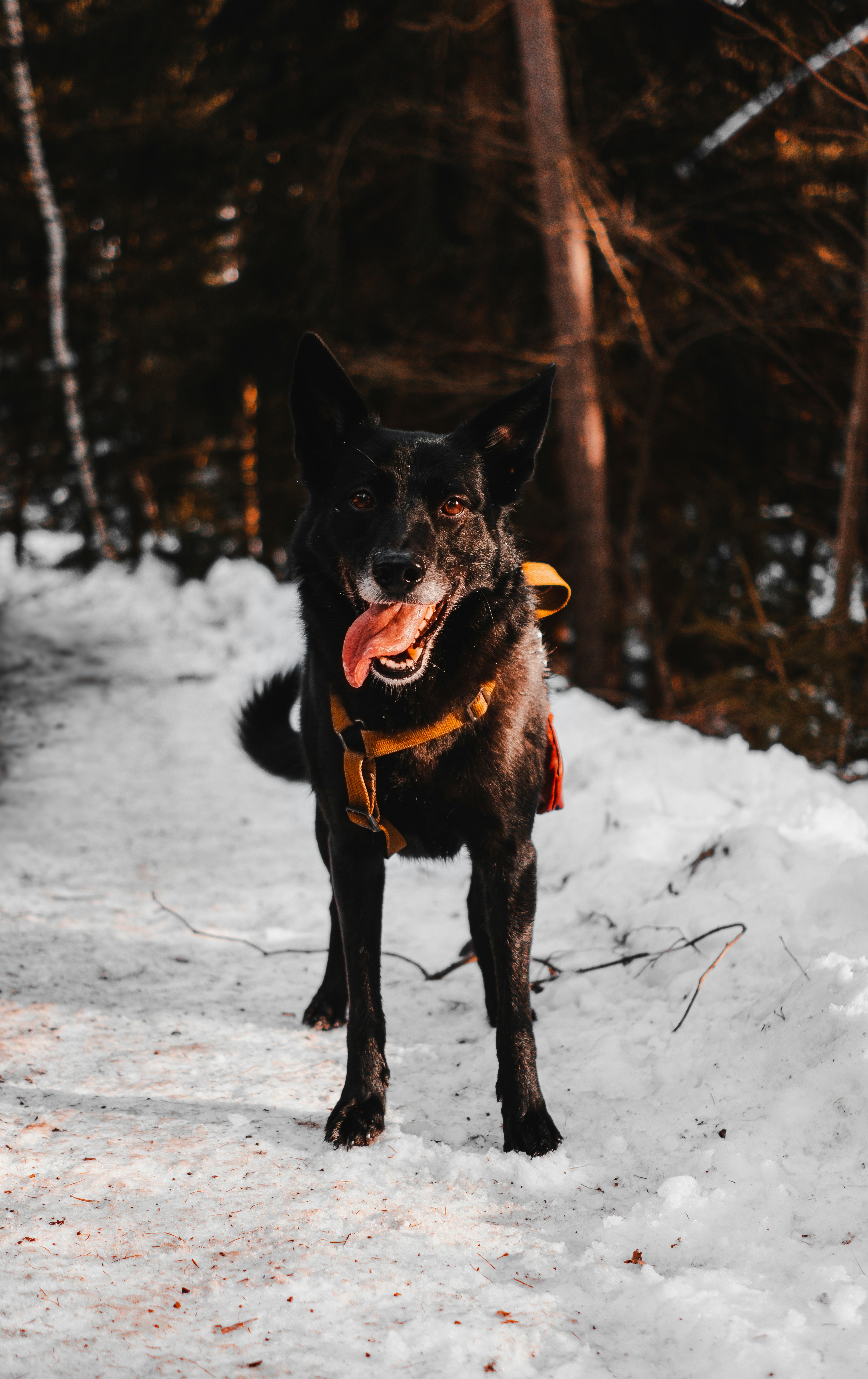 Black Dog on Snowy Forest Trail