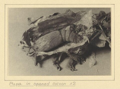 Pupa in Opened Cocoon