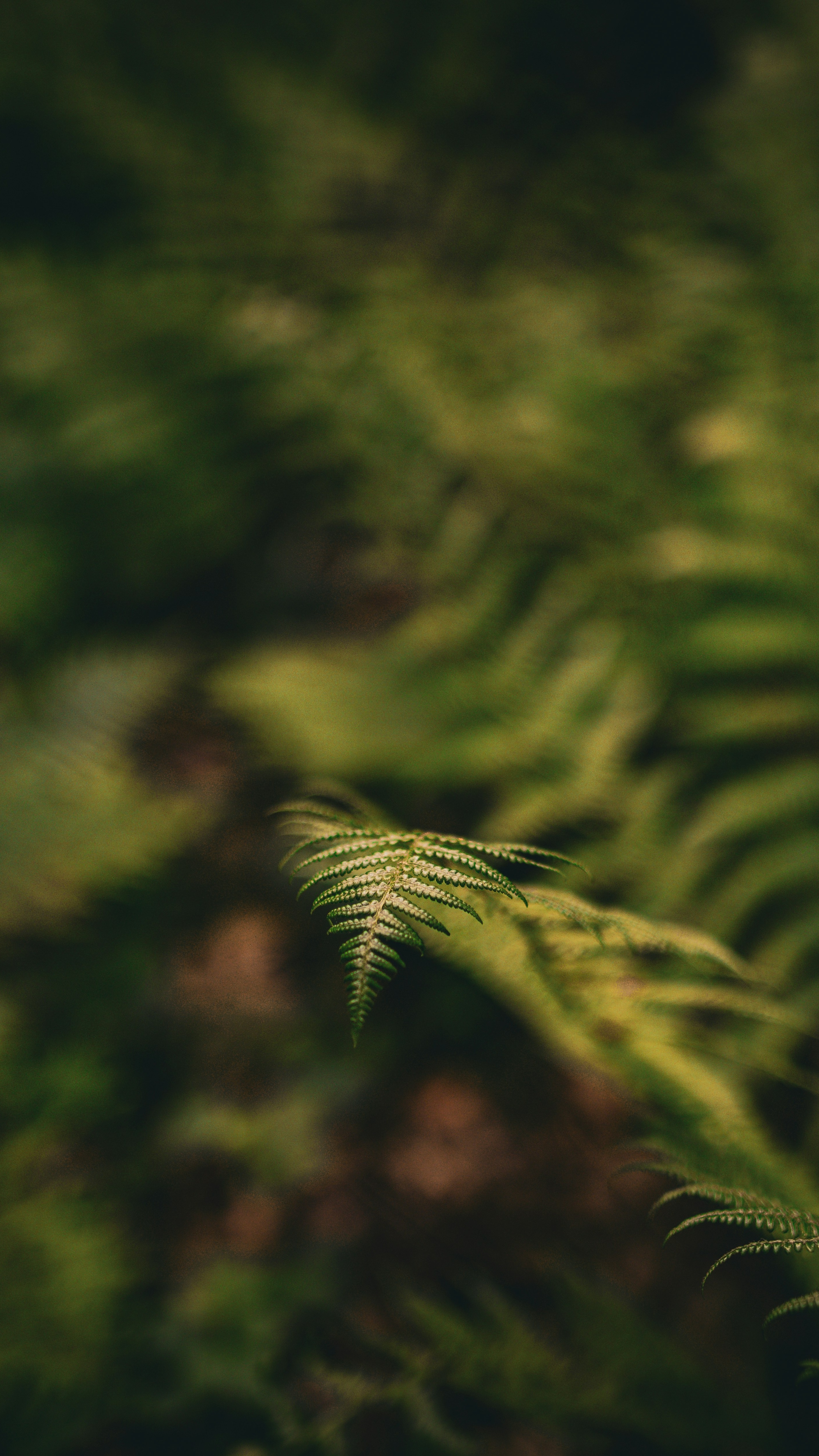 Wallpapers