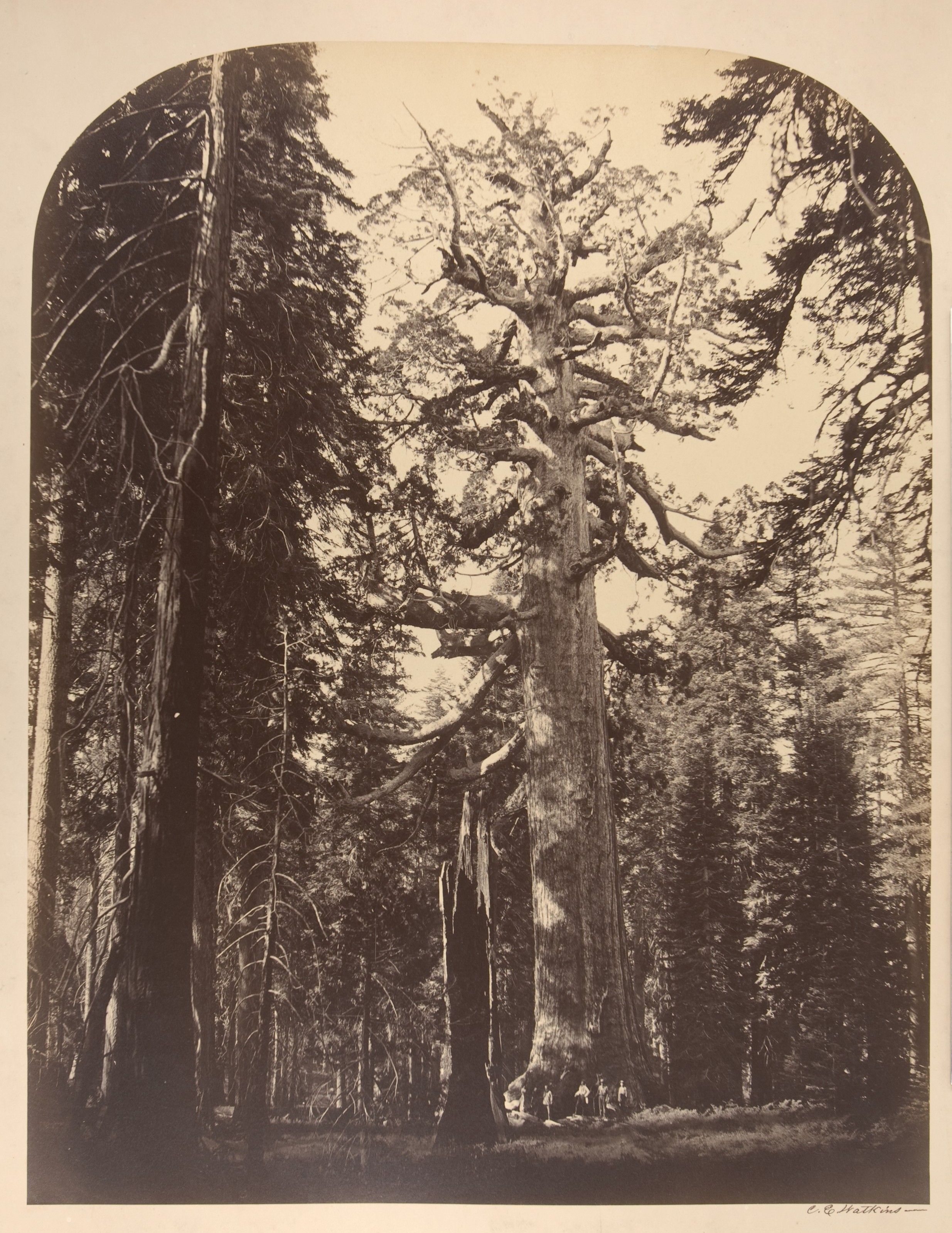 Giant Redwood in Old Growth Forest