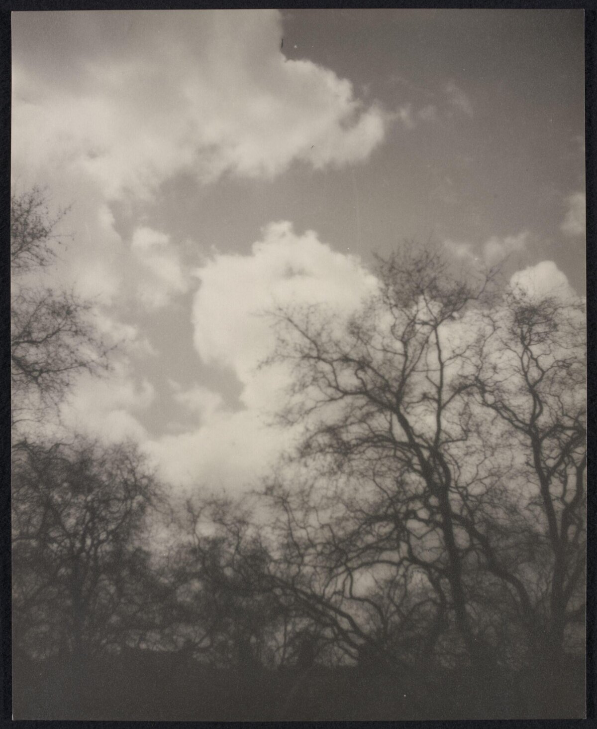 Bare Trees Under Cloudy Sky