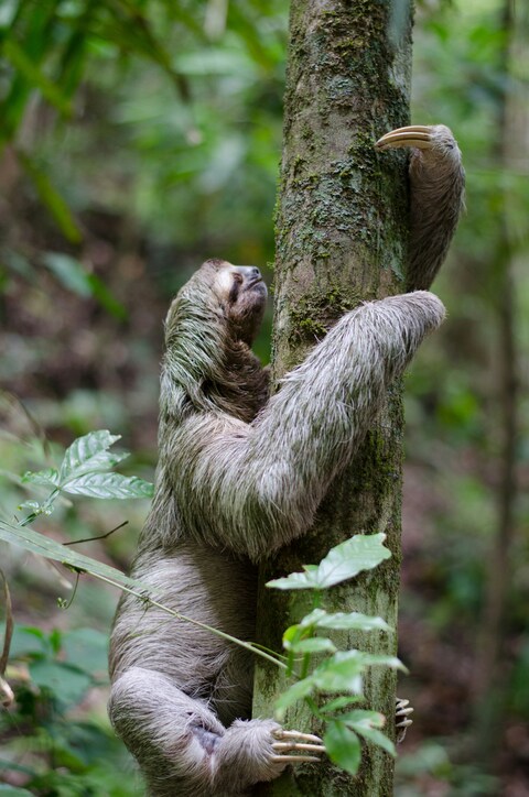 Three-toed Sloth Climbing Tree Trunk