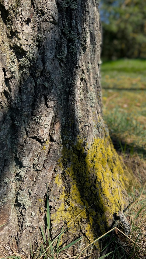 Close Up of Lichen-Covered Tree Trunk Base
