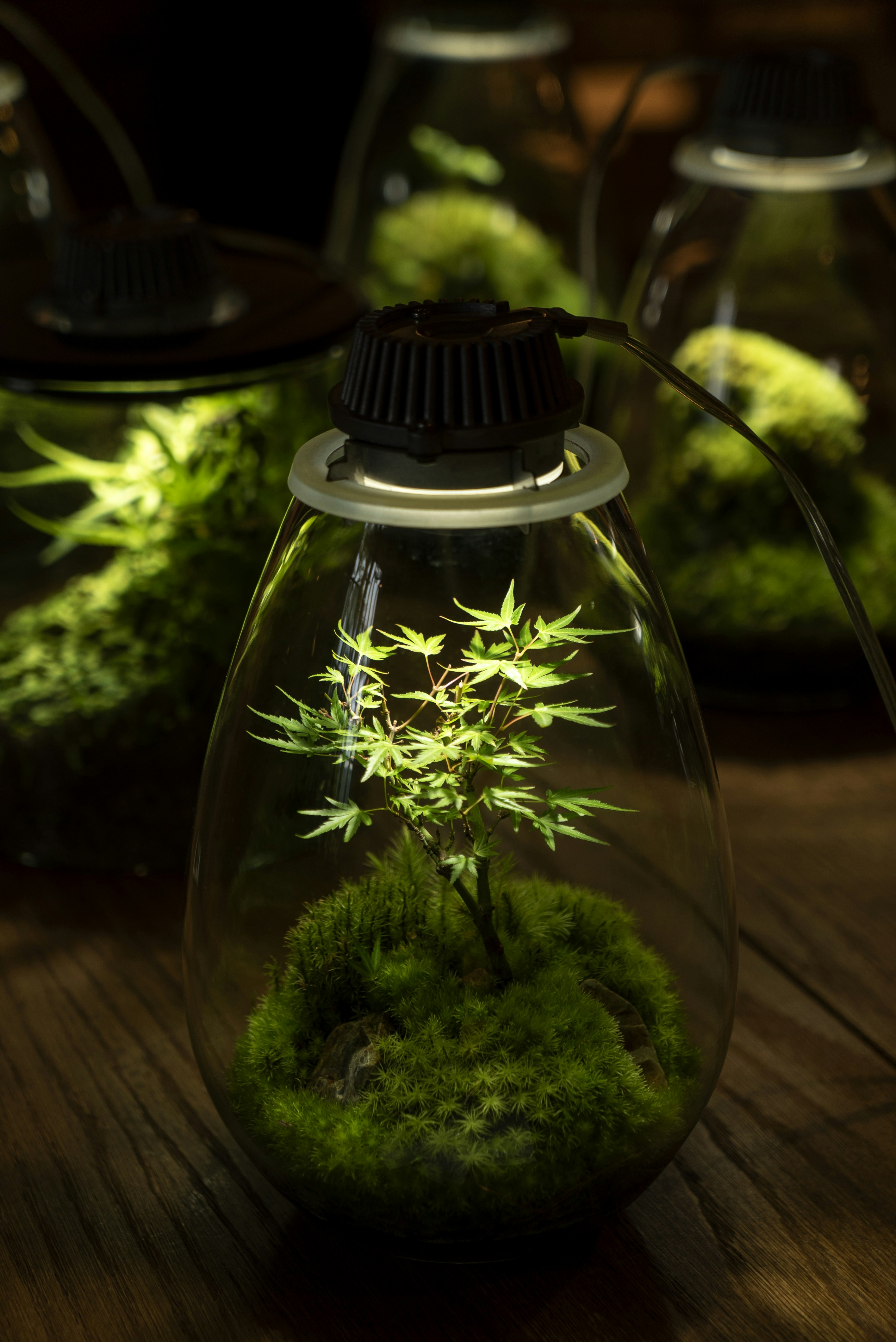Illuminated Mini Maple Moss Terrarium