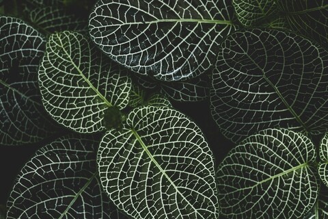 Close-up of Netted Vein Leaves