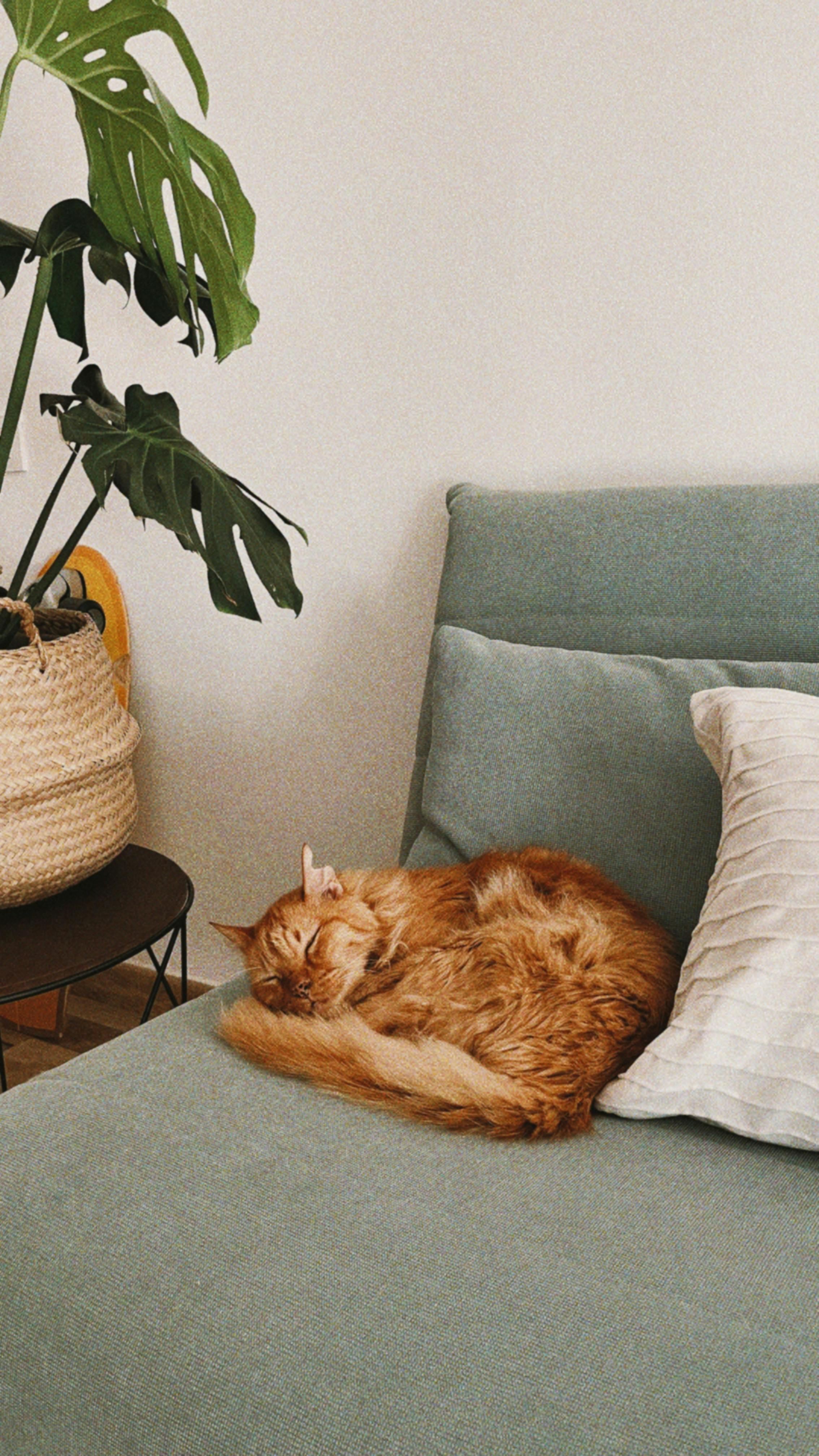 Home Decoration