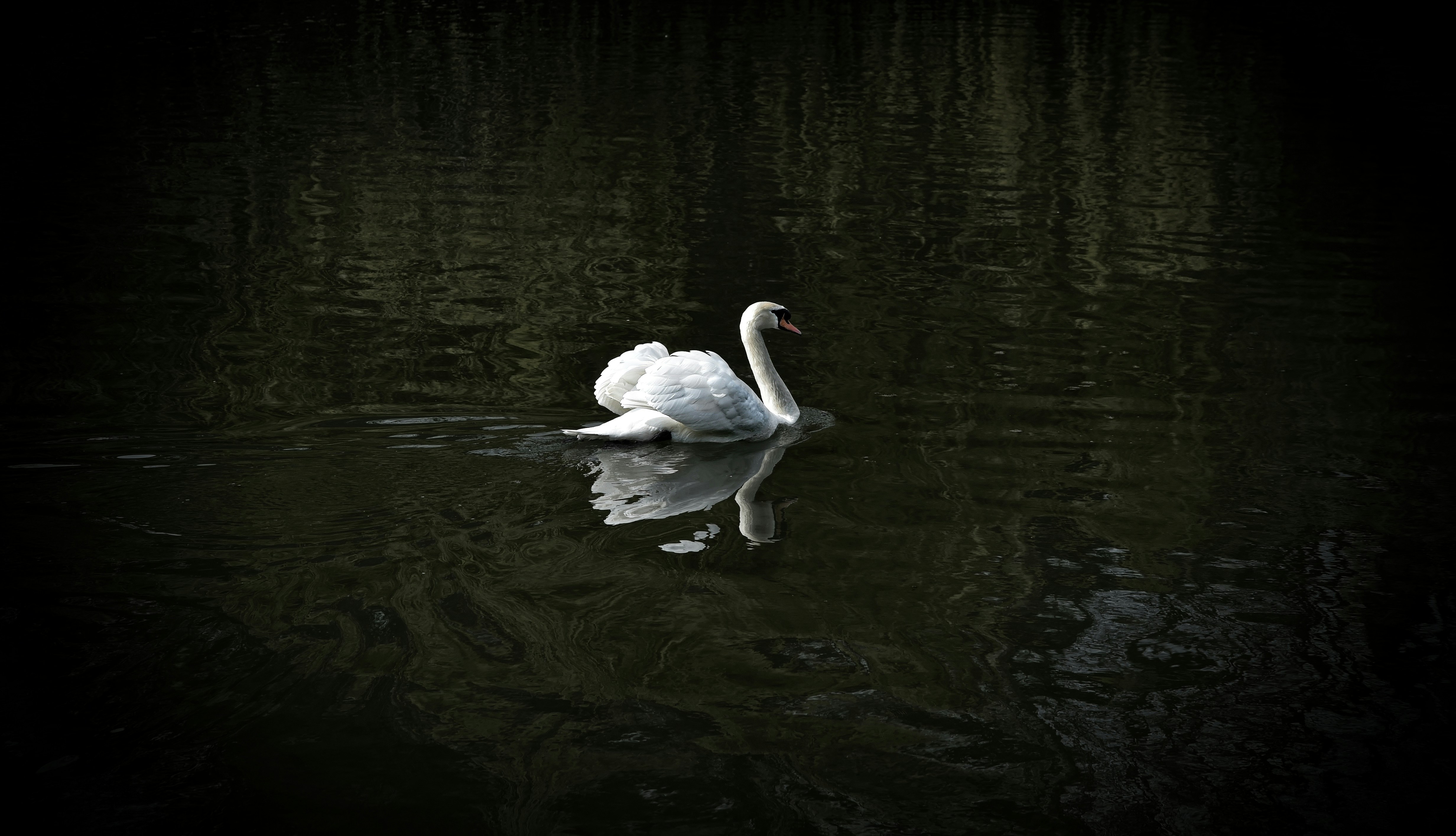 White Swan on Dark Water