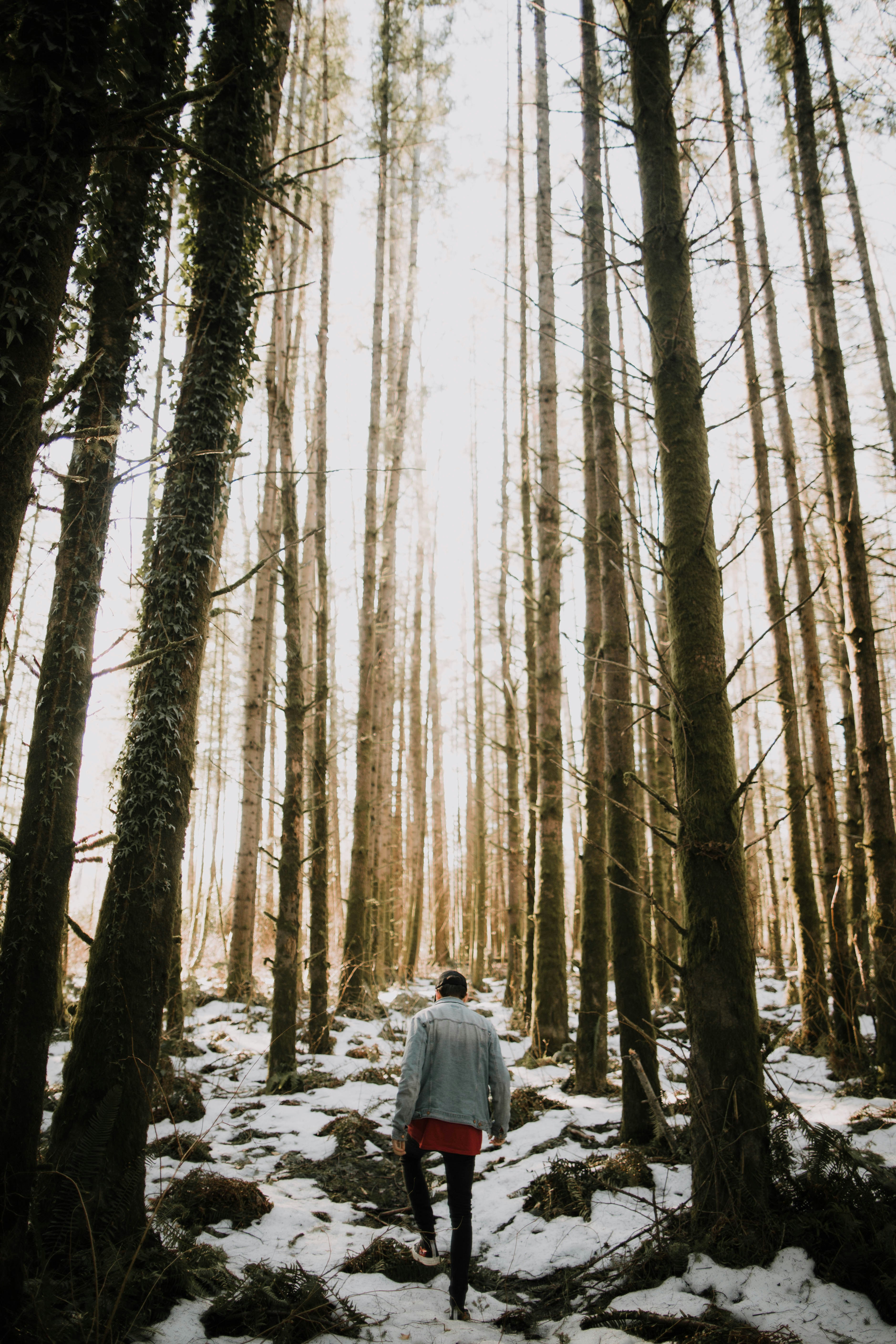 Person walking through snowy forest