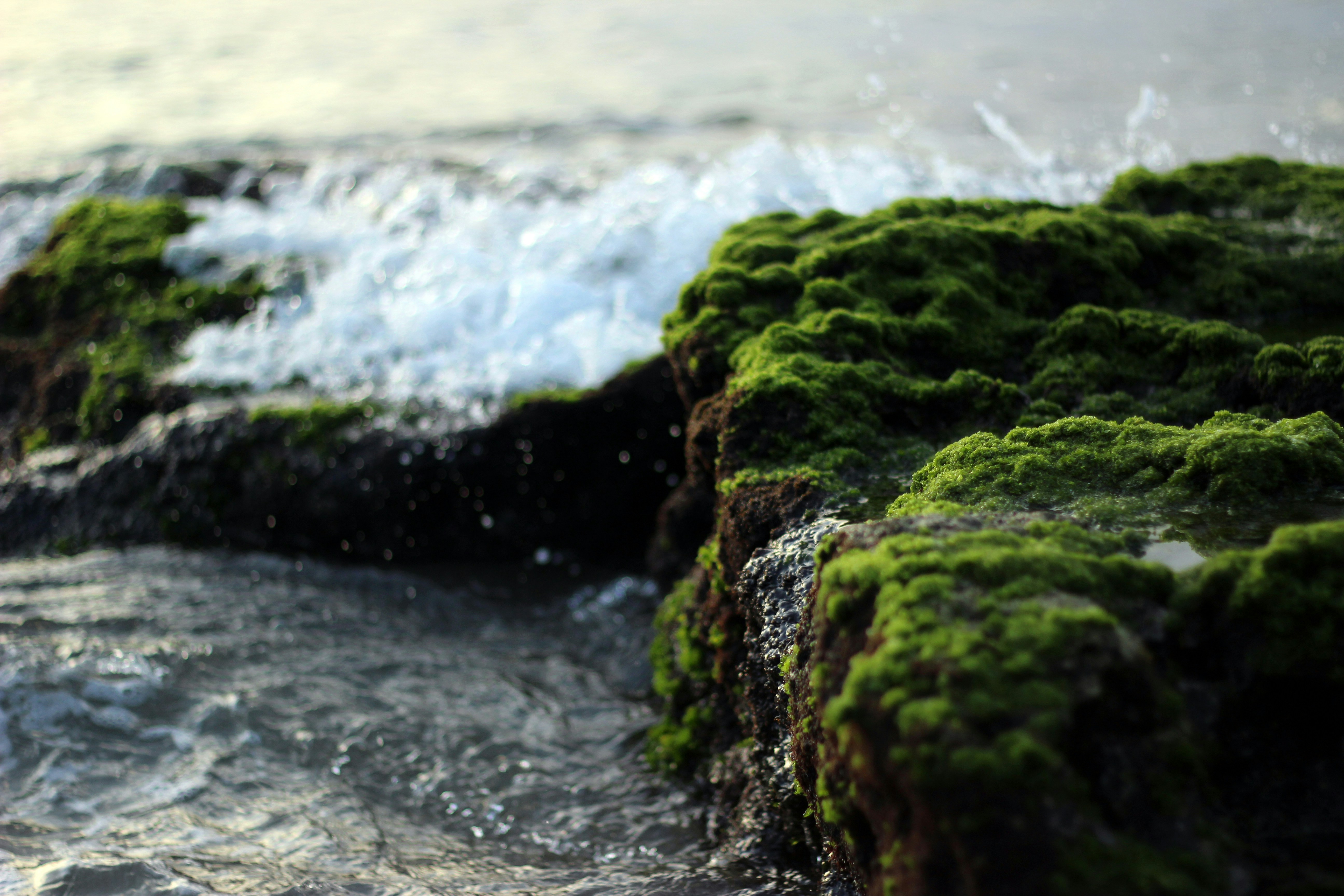 Moss-Covered Rocks by the Sea