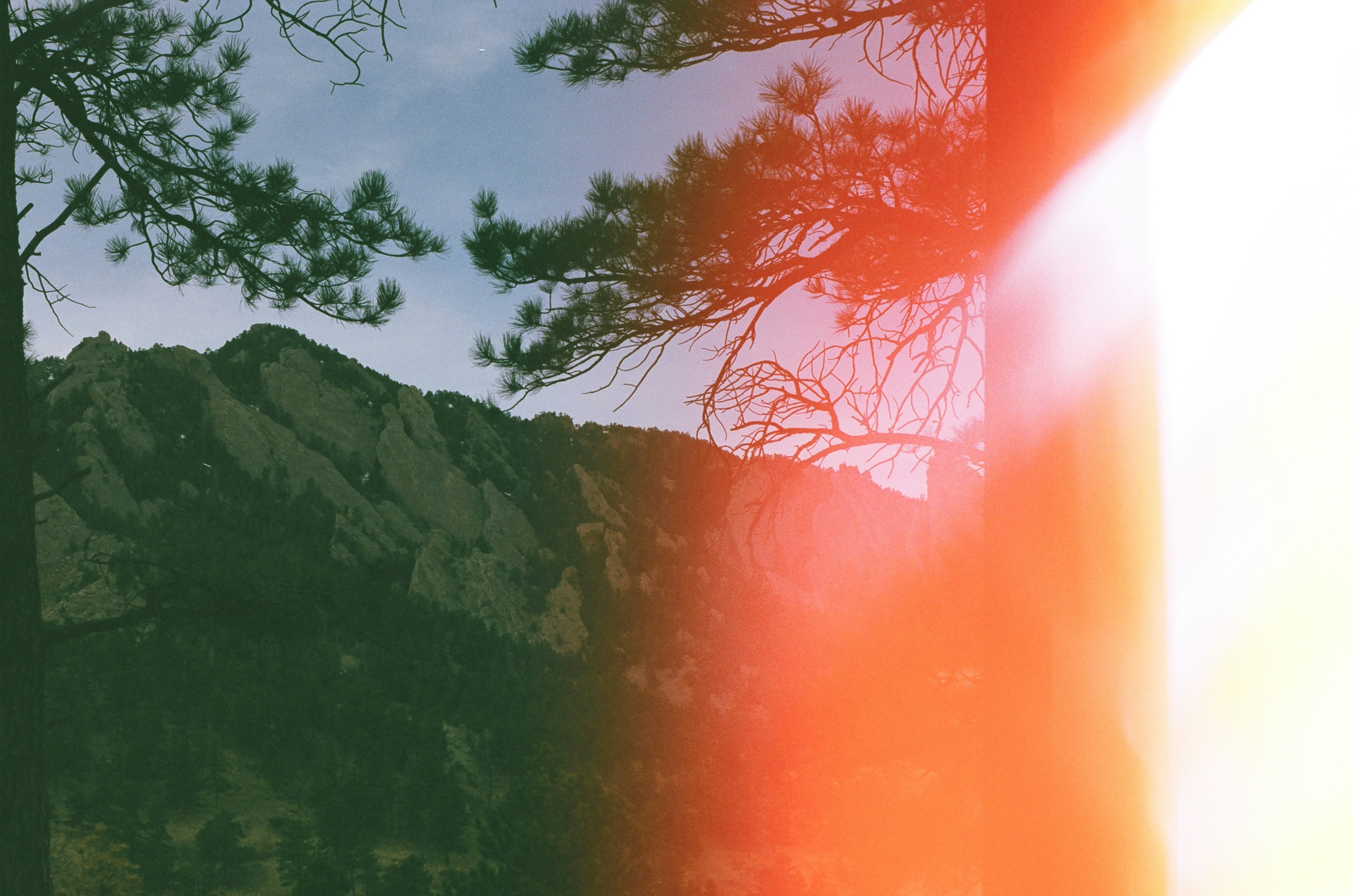 Mountain Landscape Framed by Pine Trees
