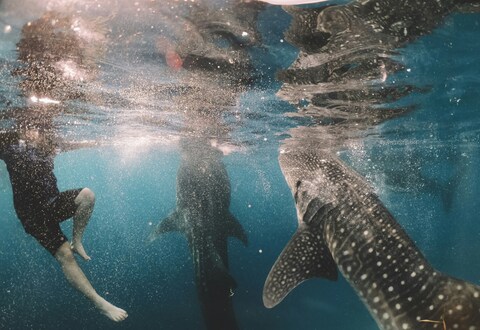 Diver Swimming With Two Whale Sharks Underwater