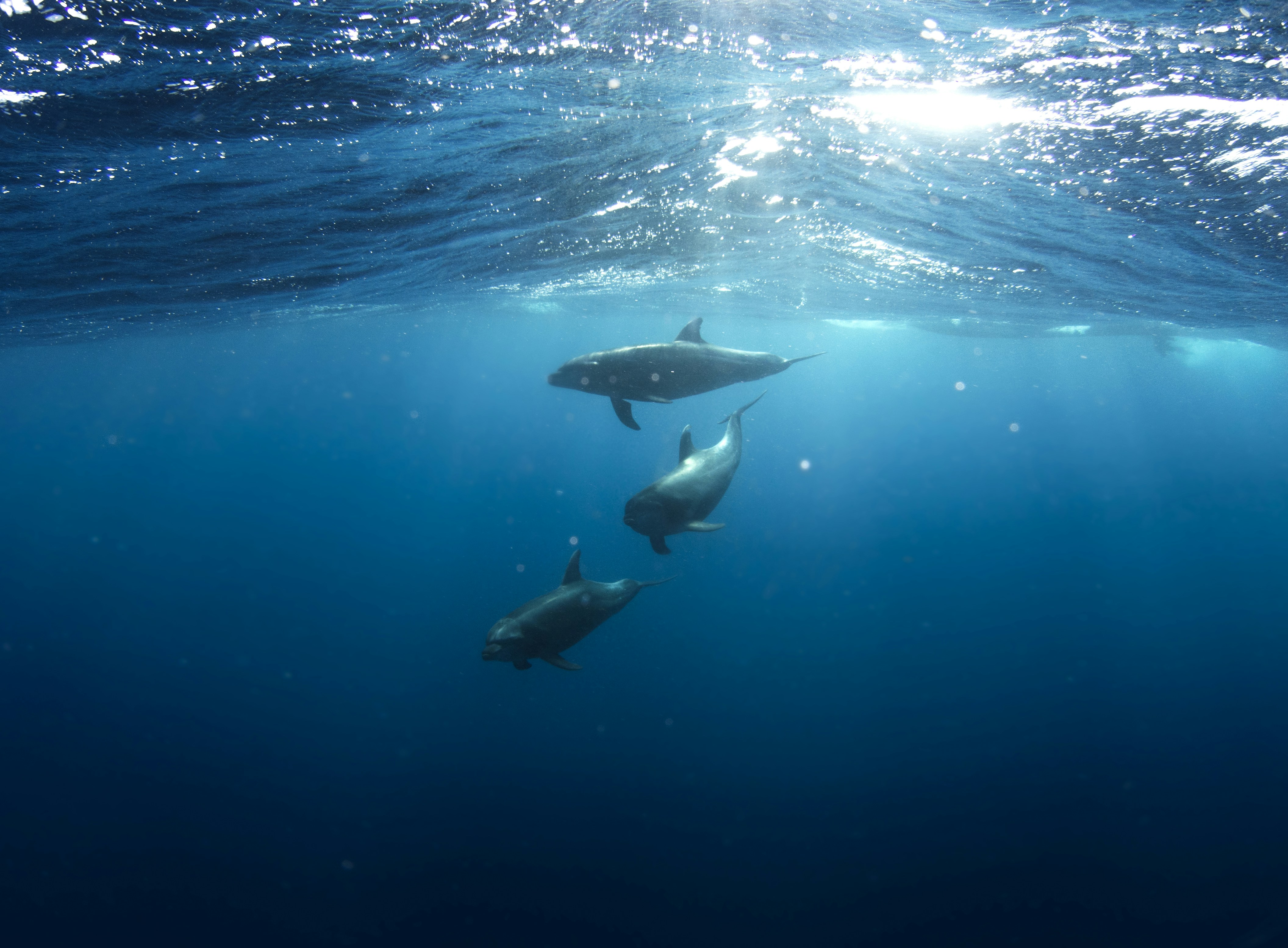 Three Dolphins Underwater