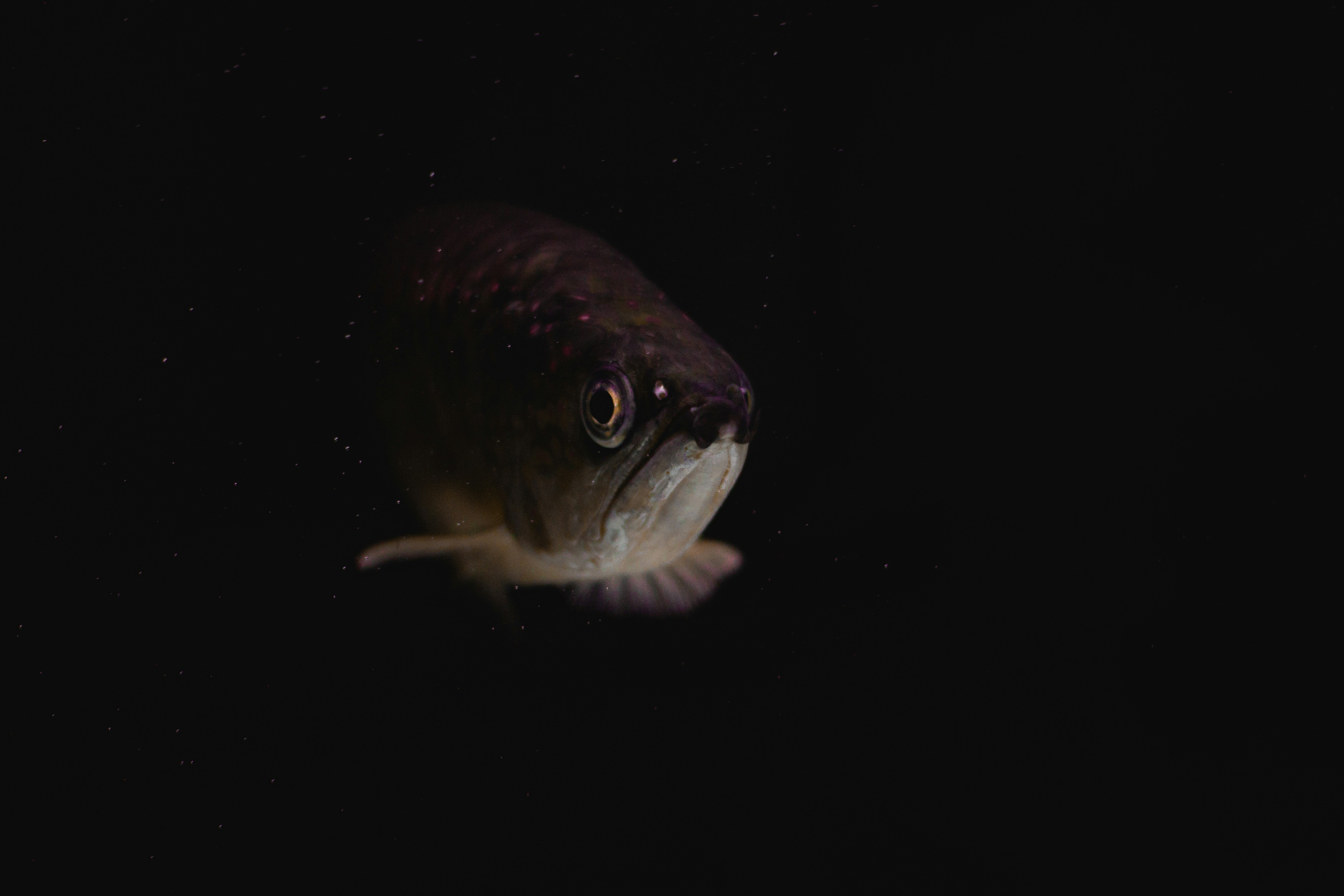 Close-up of Fish in Dark Water