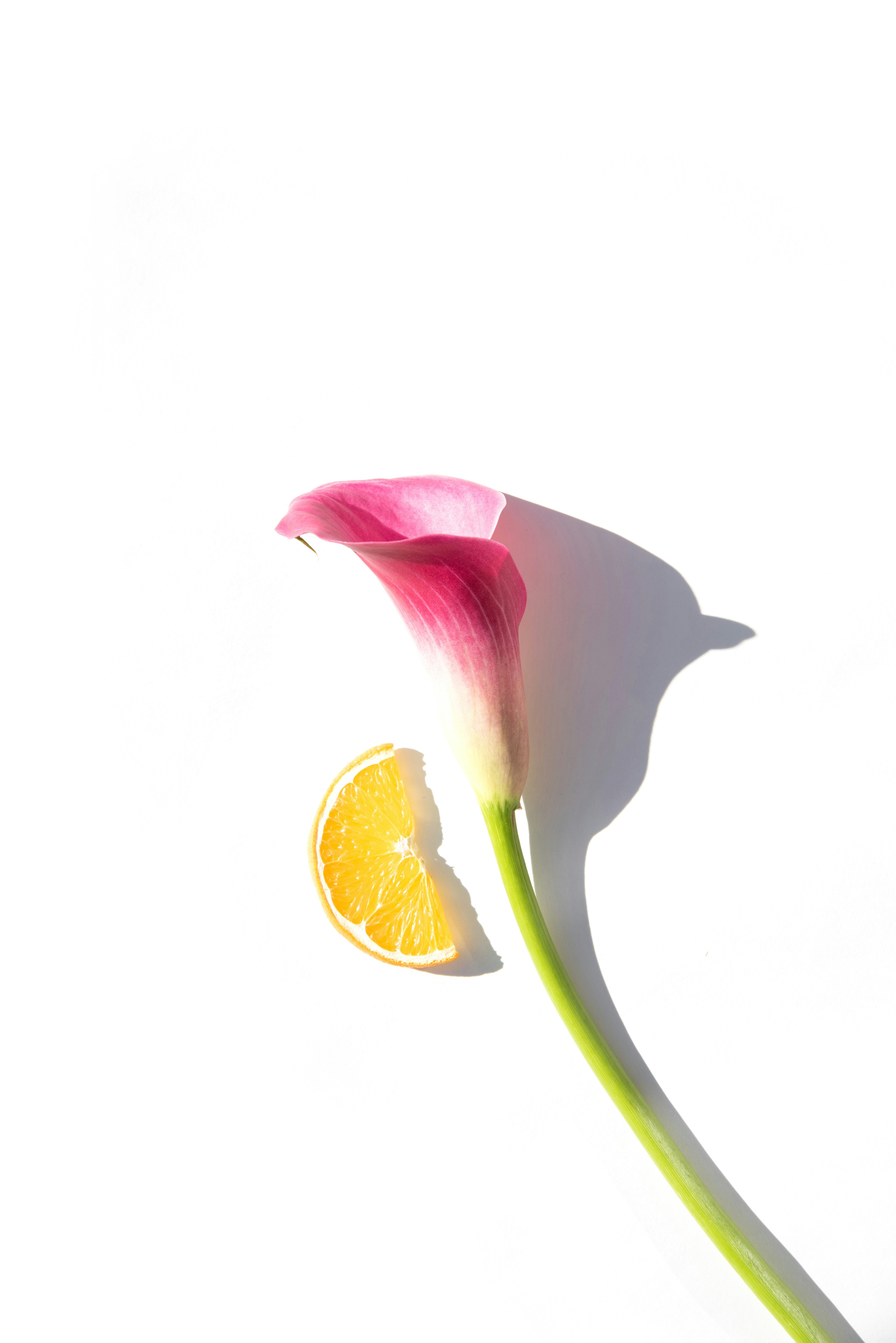 Pink Calla Lily and Orange Slice