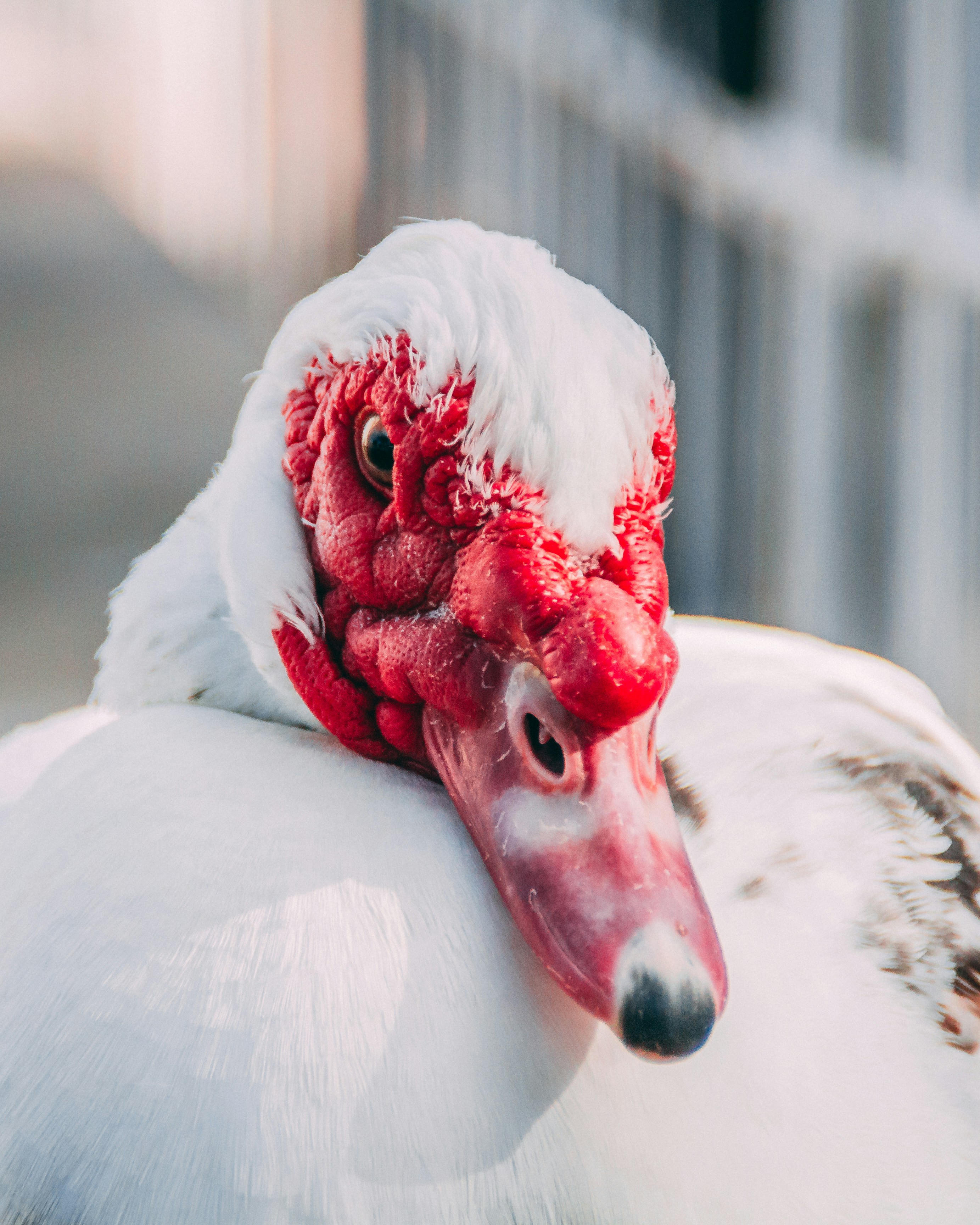 Close-up of a White Muscovy Duck