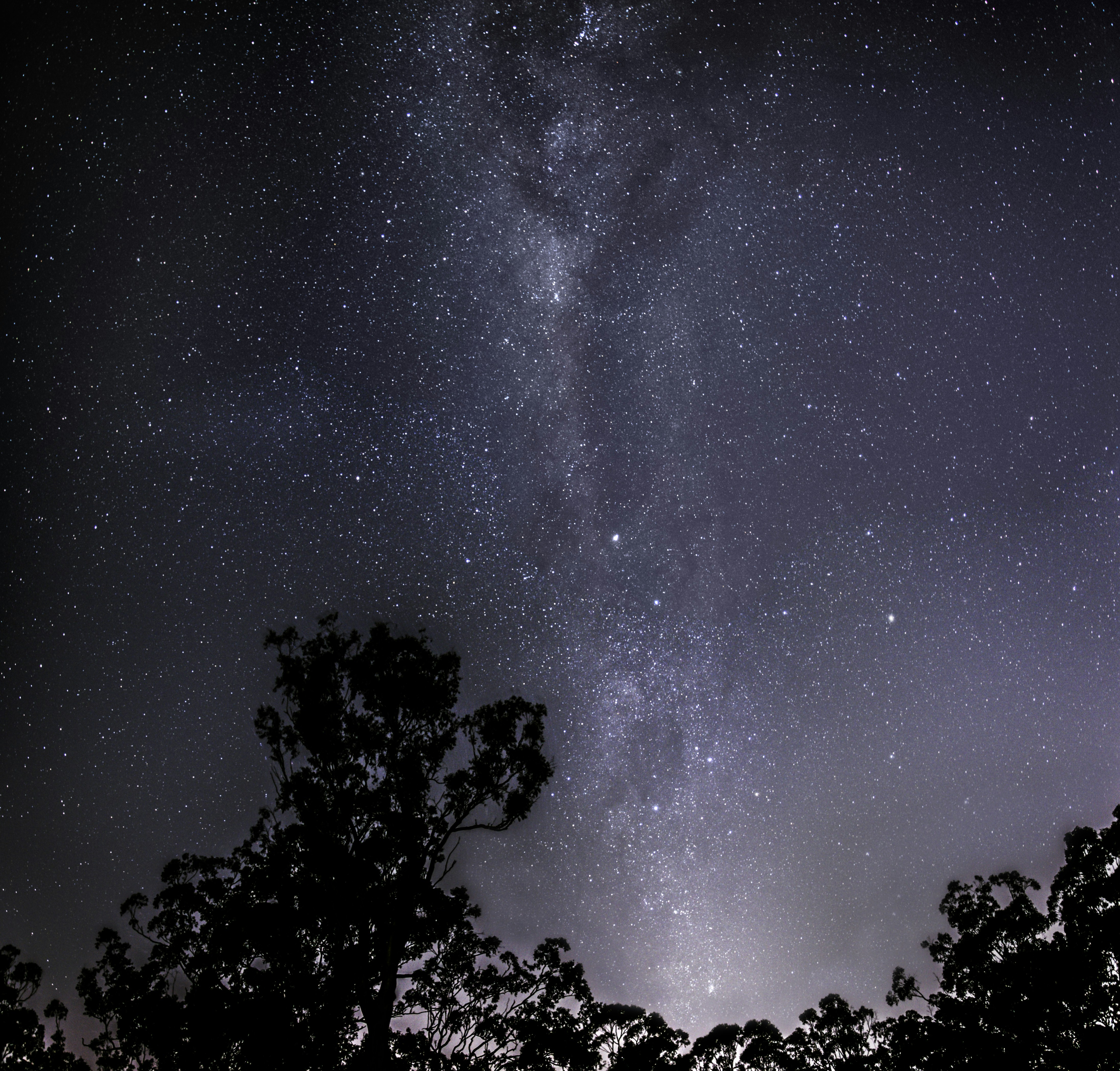 Milky Way over Night Forest