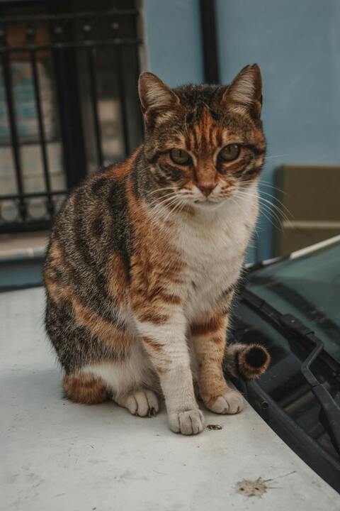 Calico Tabby Cat Sitting on Car Hood
