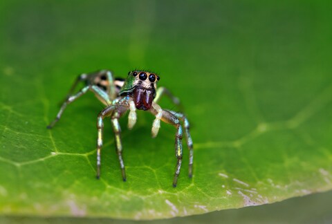Jumping Spider on Green Leaf