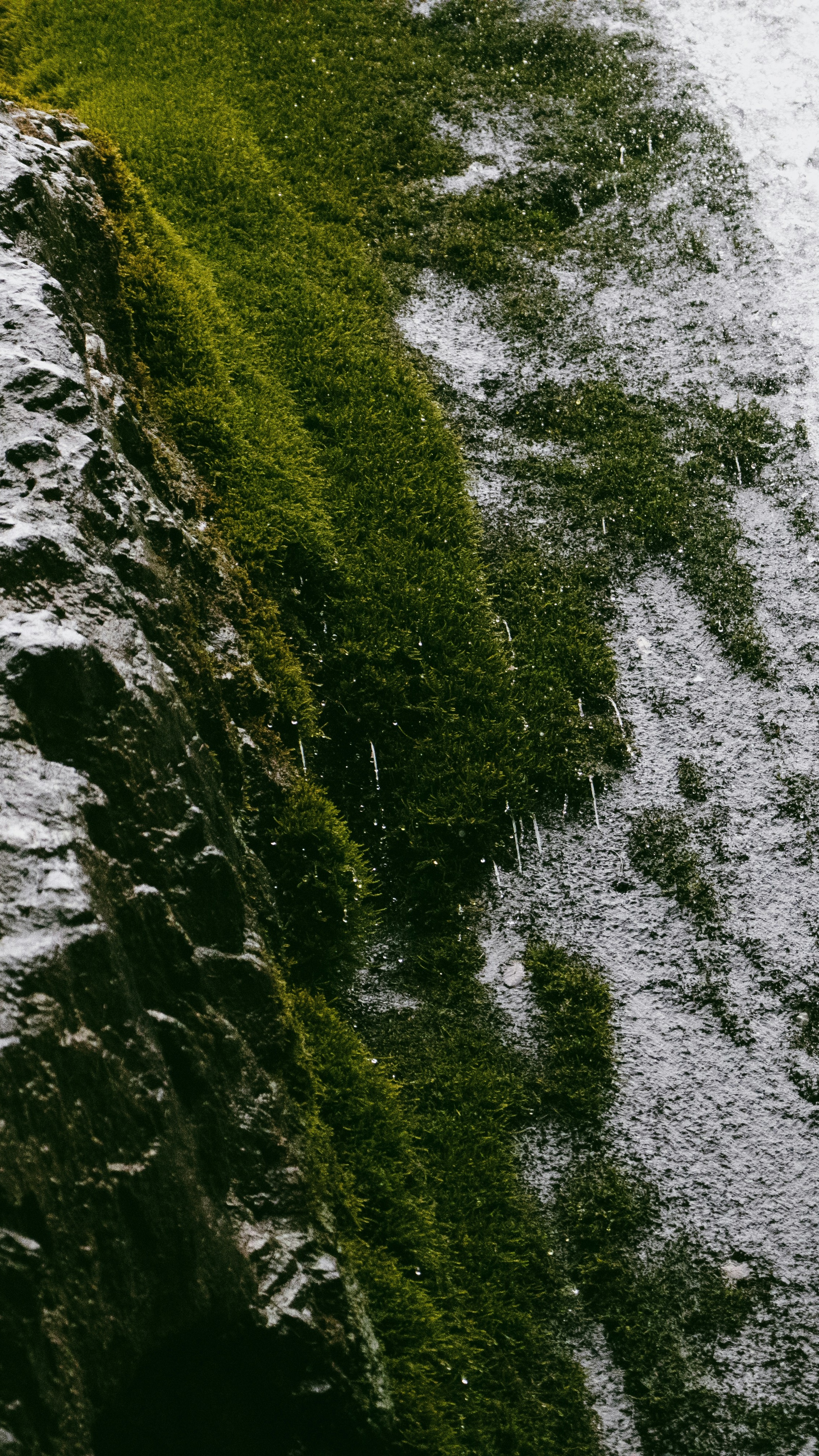 Forest & Flora