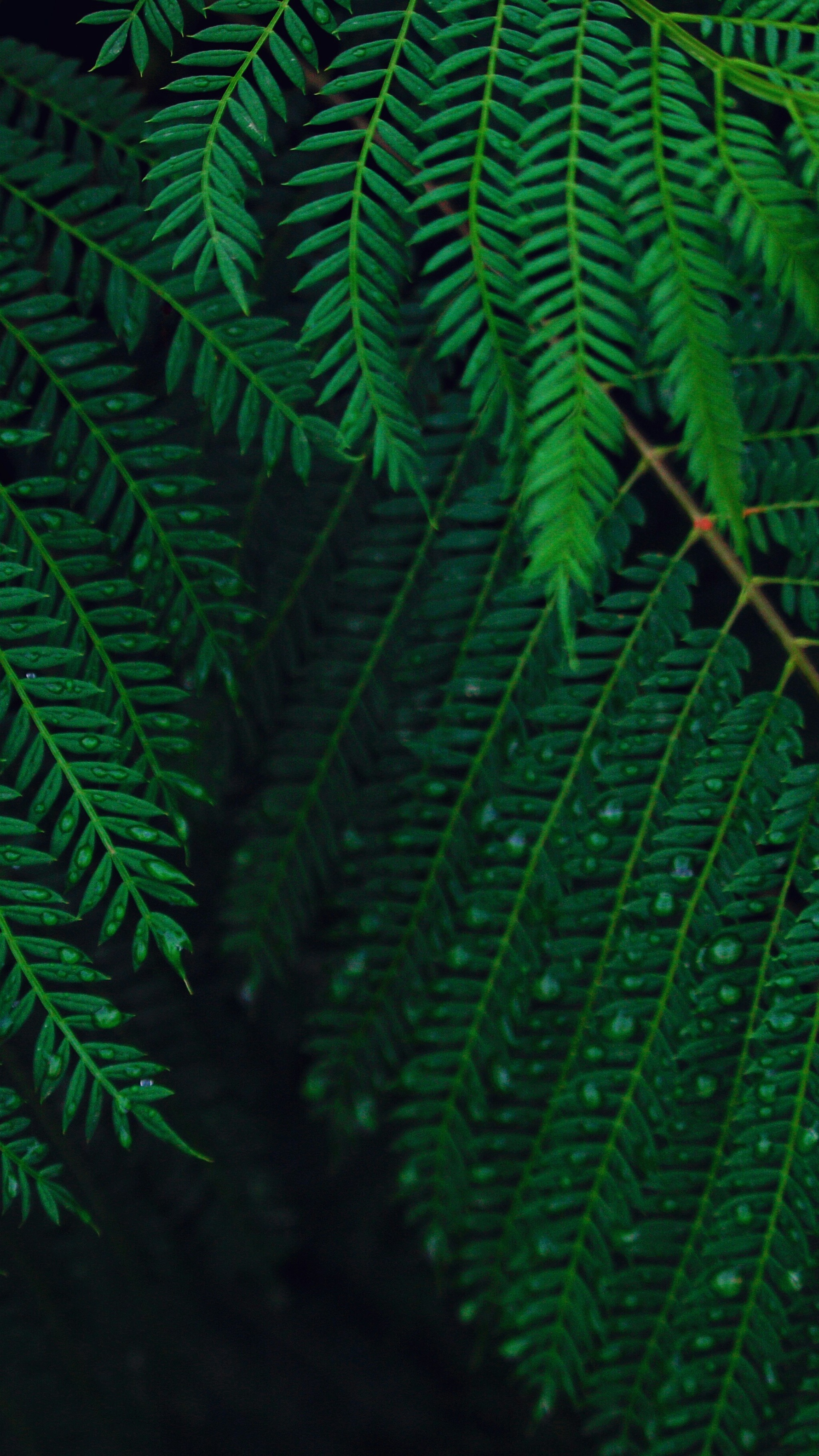 Wallpapers