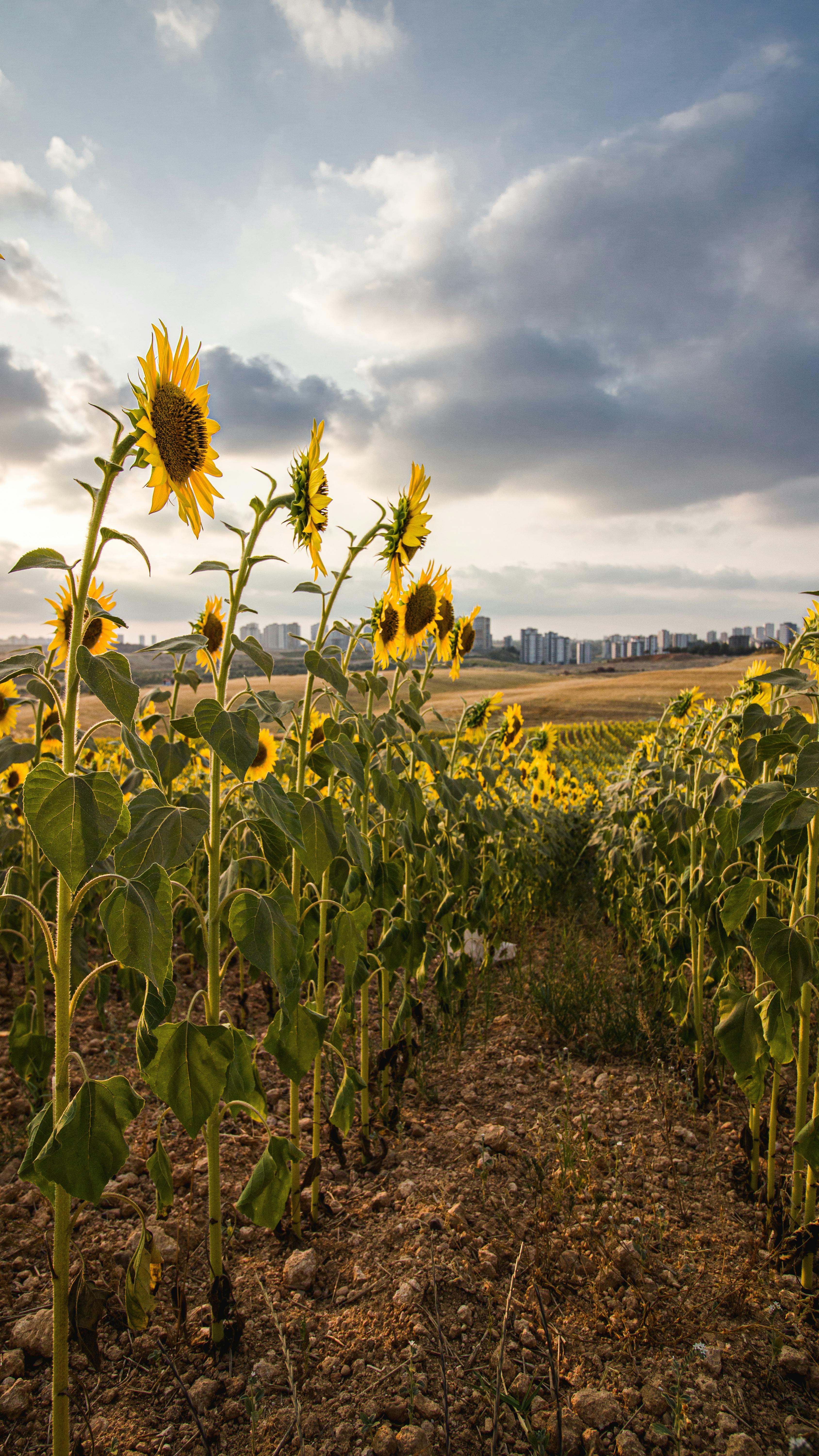 Sunflower Field With Distant City Skyline